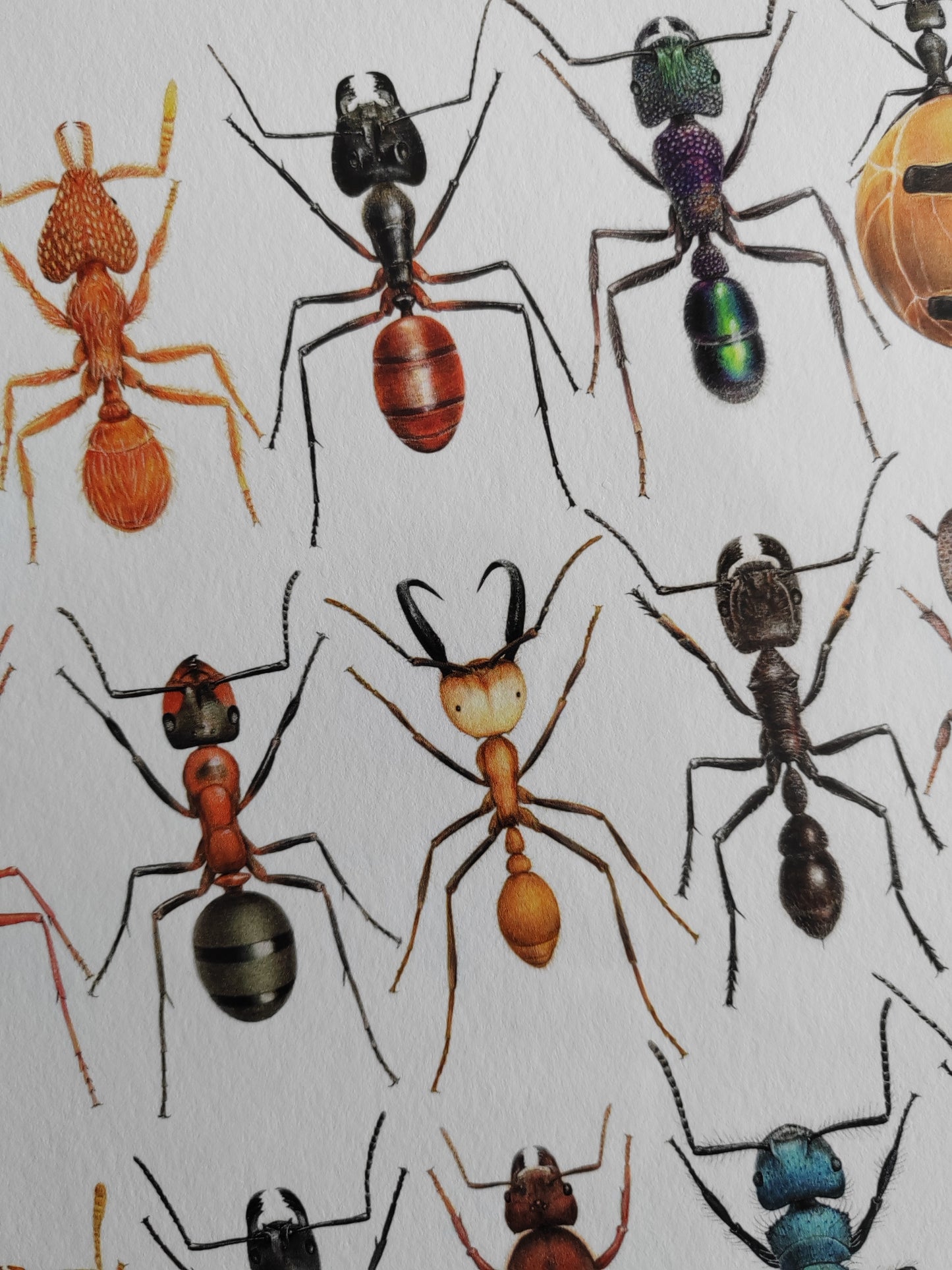 Formicidae, Ants compilation. Limited edition art print A3 size