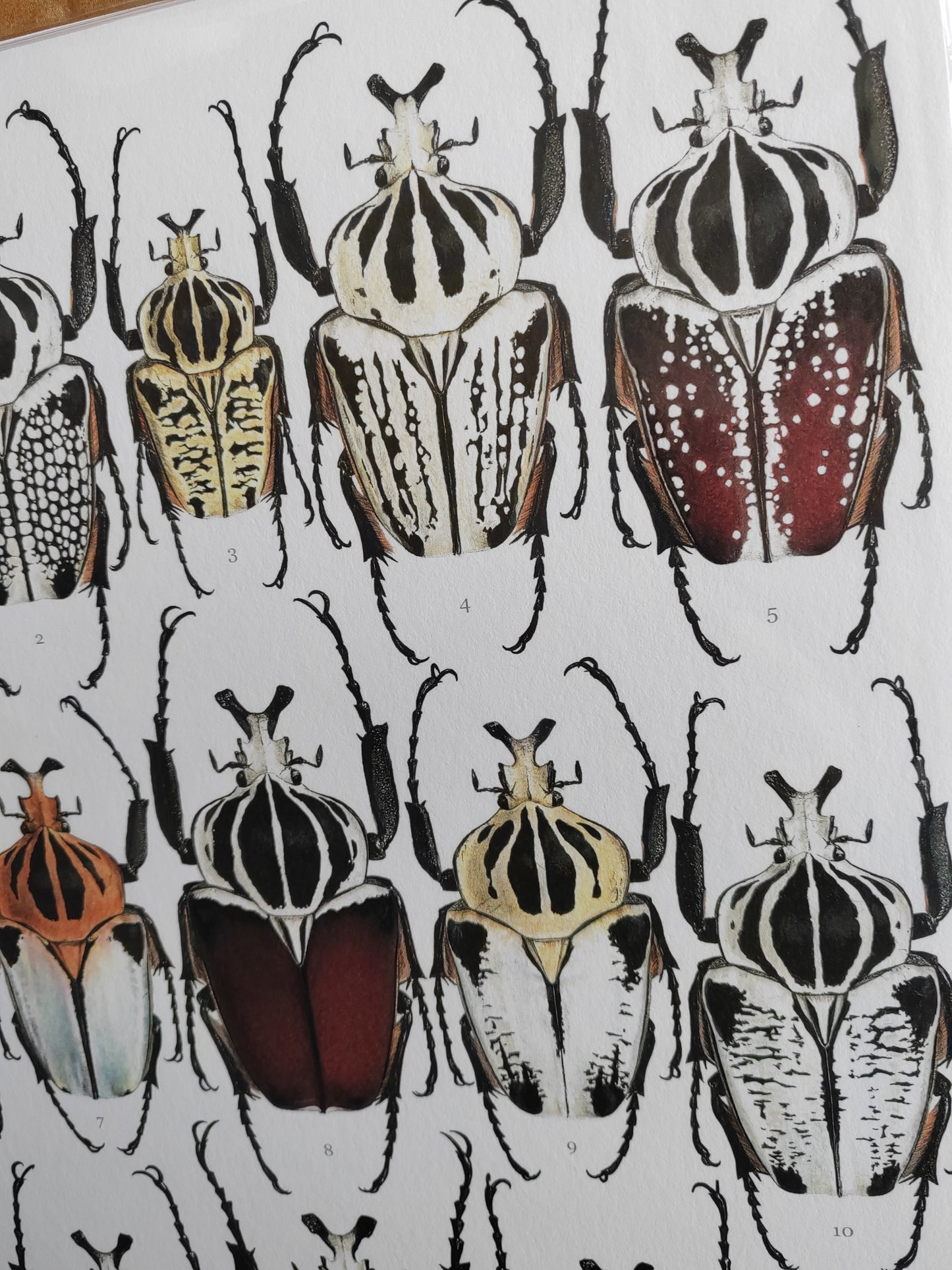 Goliath Beetles - Goliathus Lifesize species compilation, limited edition art print