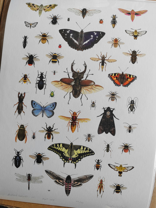 British Insects Lifesize compilation 1 (limited edition art print)