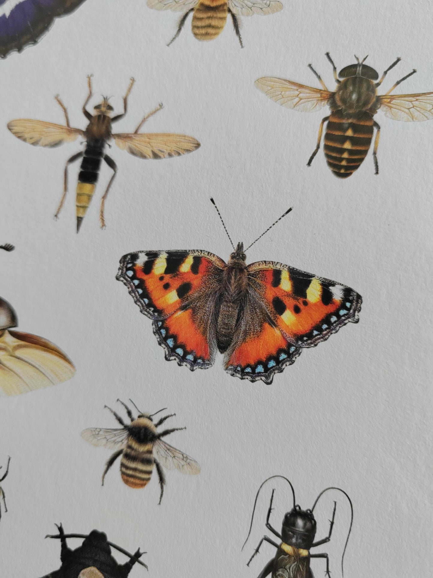 British Insects Lifesize compilation 1 (limited edition art print)