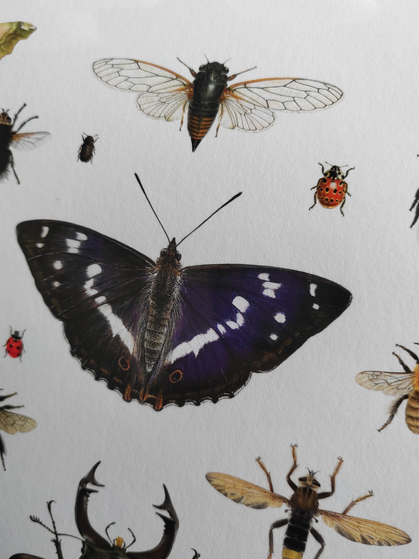 British Insects Lifesize compilation 1 (limited edition art print)