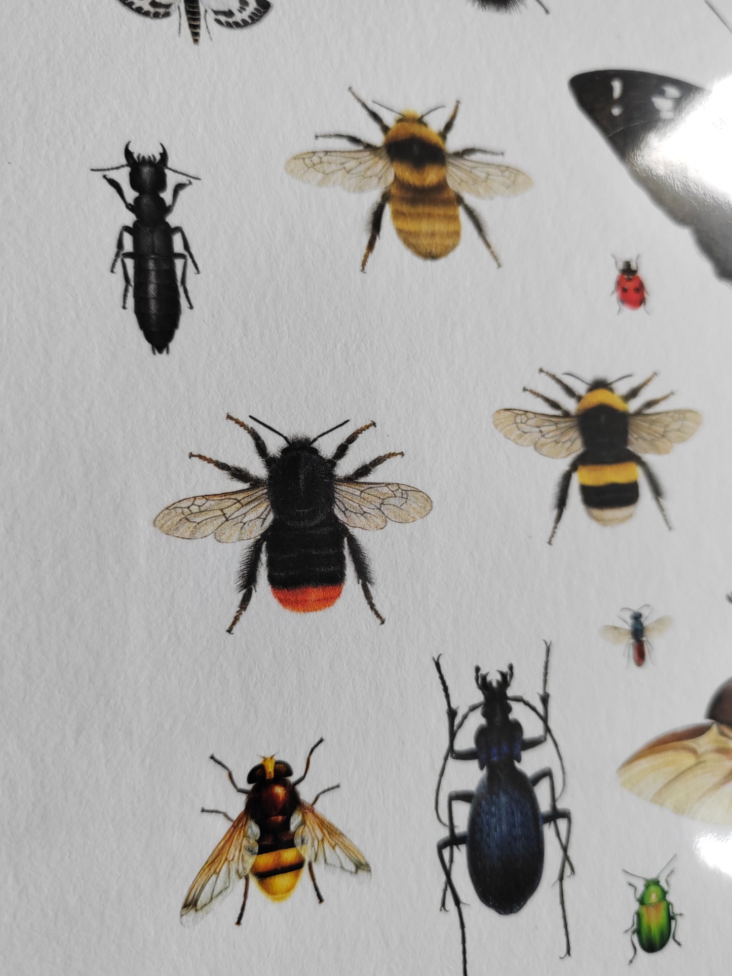 British Insects Lifesize compilation 1 (limited edition art print)