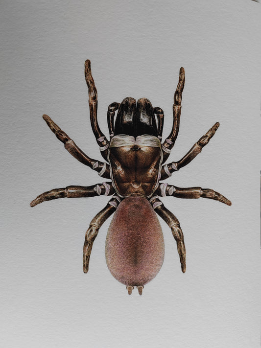 Atypus affinis, Purse Web Spider limited edition art print A4 size