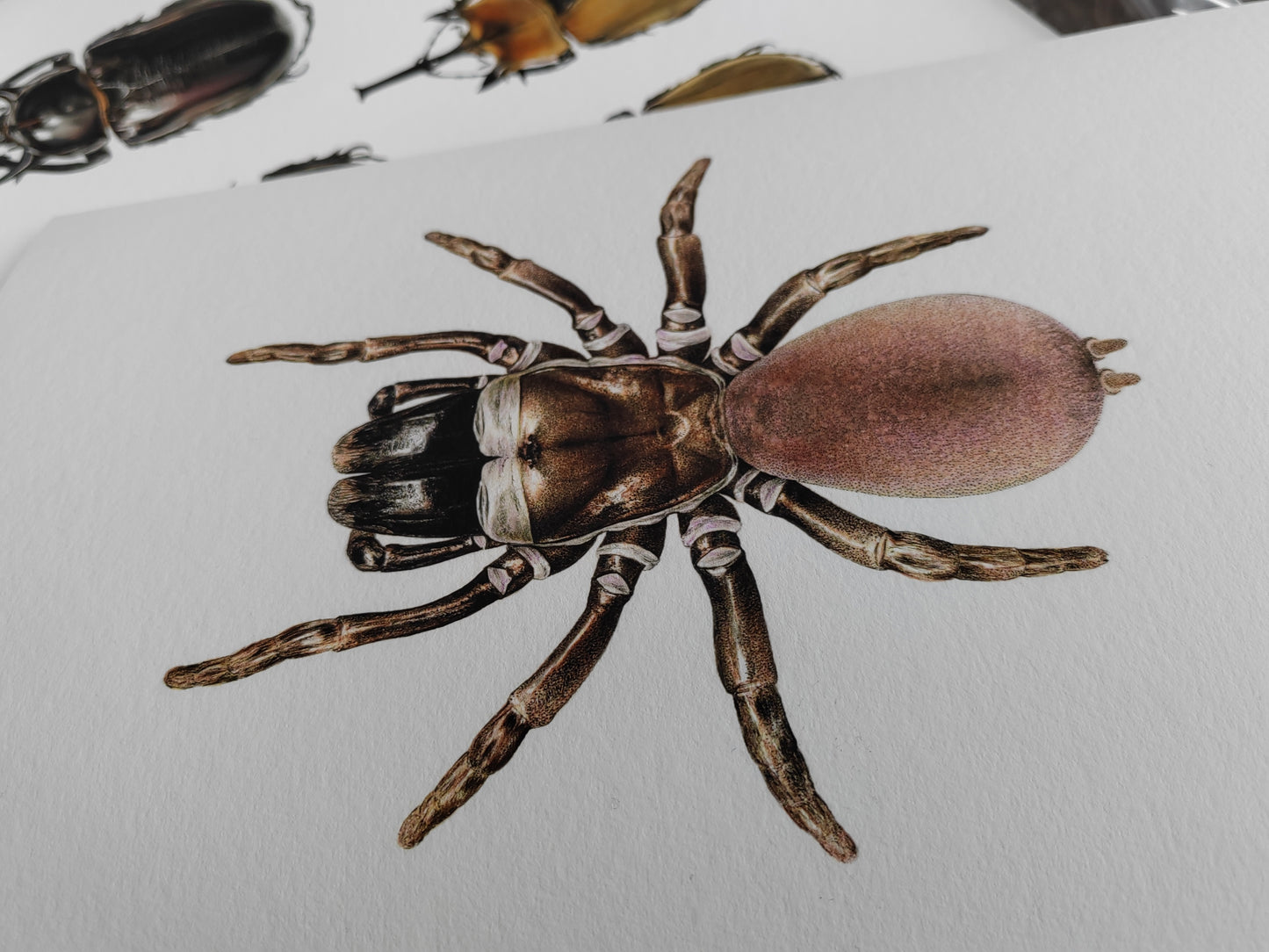 Atypus affinis, Purse Web Spider limited edition art print A4 size