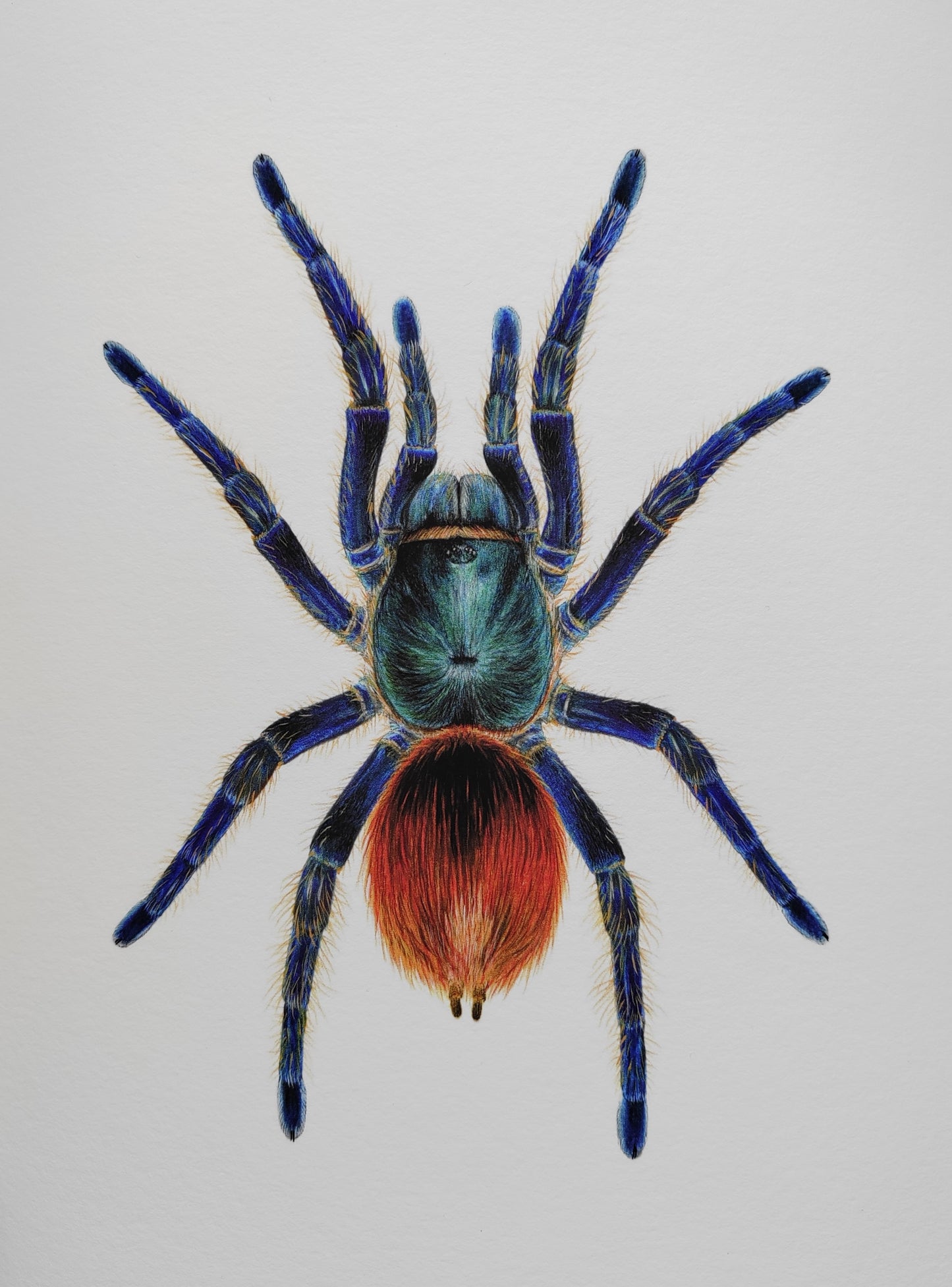 Chromatopelma cyaneopubescens, Green Bottle Blue Tarantula, A4 size limited edition art print