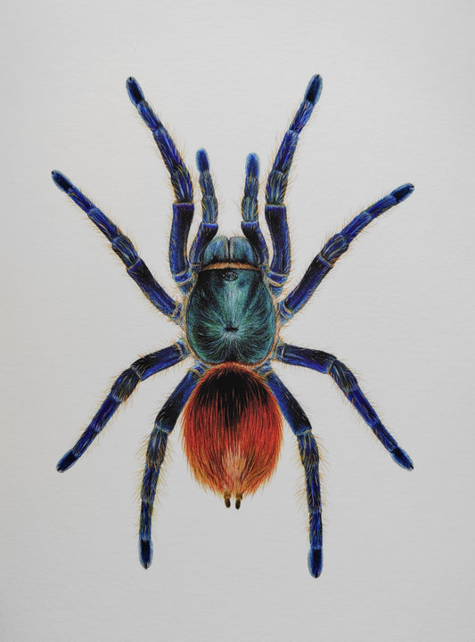 Chromatopelma cyaneopubescens, Green Bottle Blue Tarantula, A4 size limited edition art print