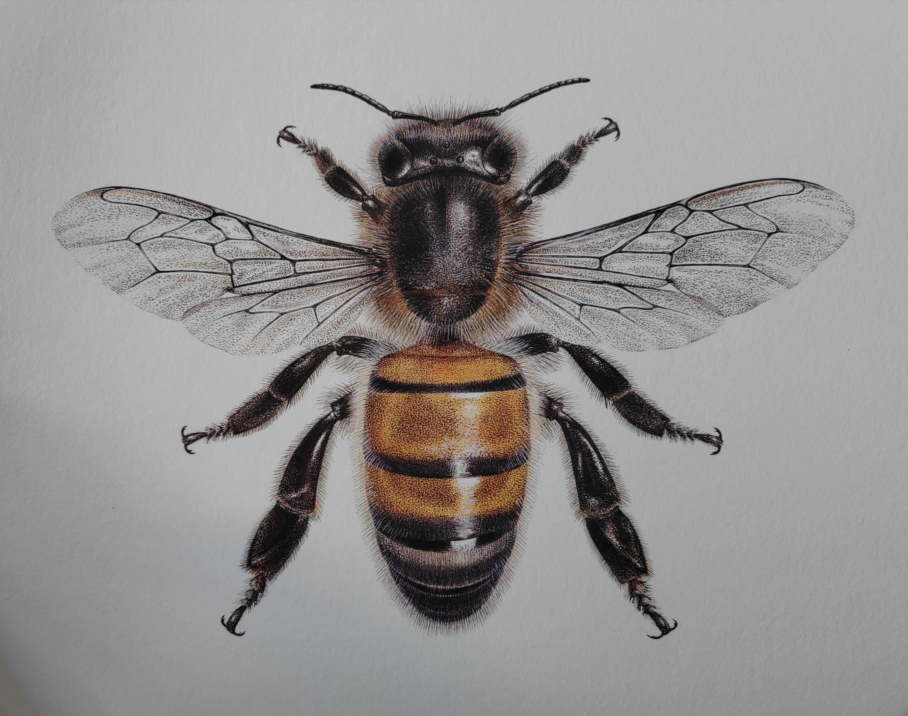 Honey Bee Pencil Drawing, Printable Honey Bee Drawing, Beekeeping Wall Art,  Apiarist, Bee Yard, Apiary, Entomology 3370 INSTANT DOWNLOAD - Etsy