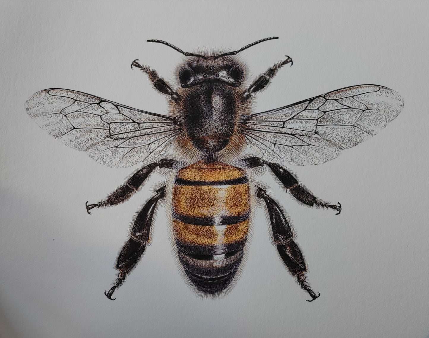 Honey Bee A4 size limited edition art print. Apis mellifera