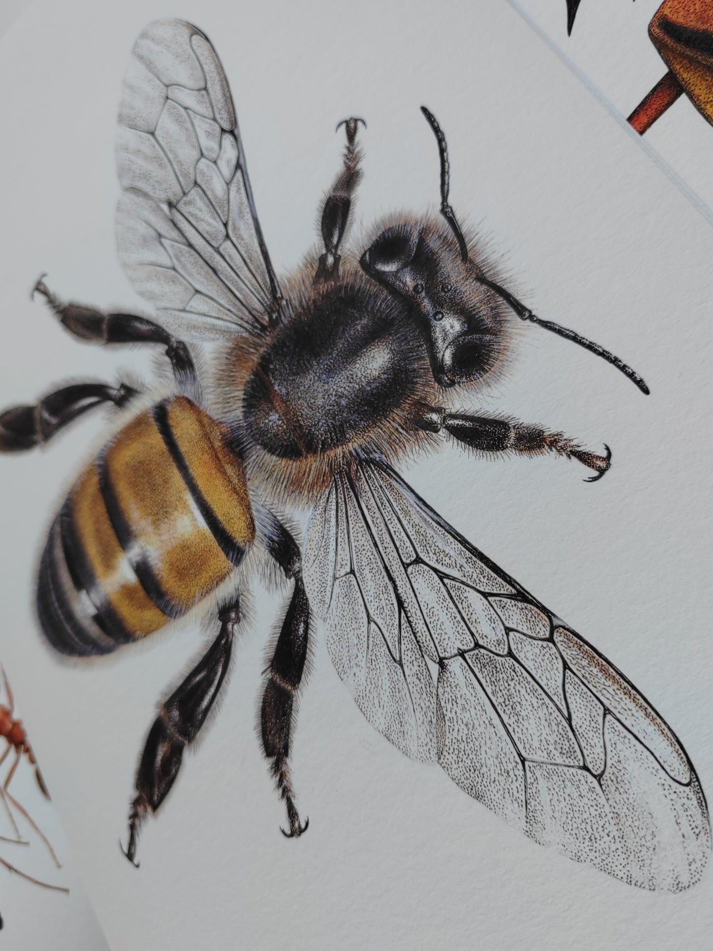 Honey Bee A4 size limited edition art print. Apis mellifera