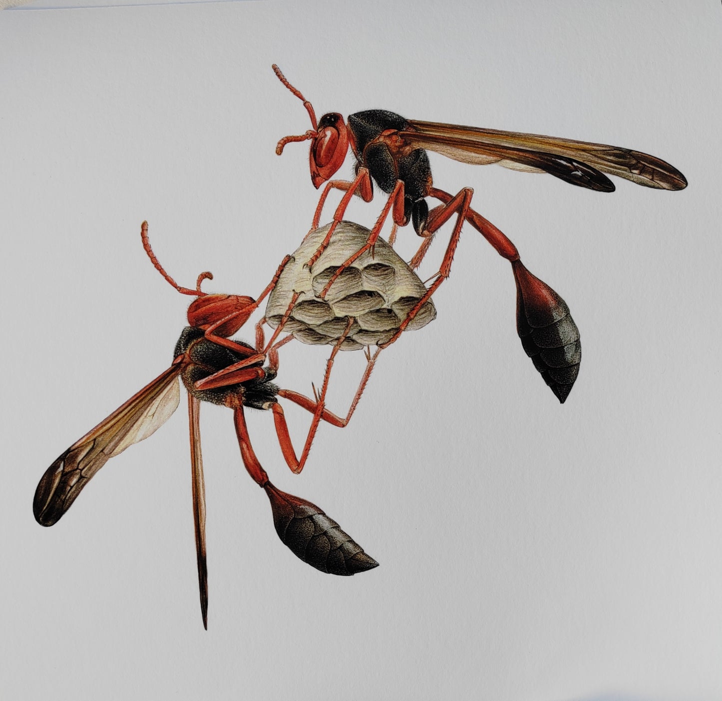 Belonogaster juncea, Paper wasp 10x10inch limited edition art print