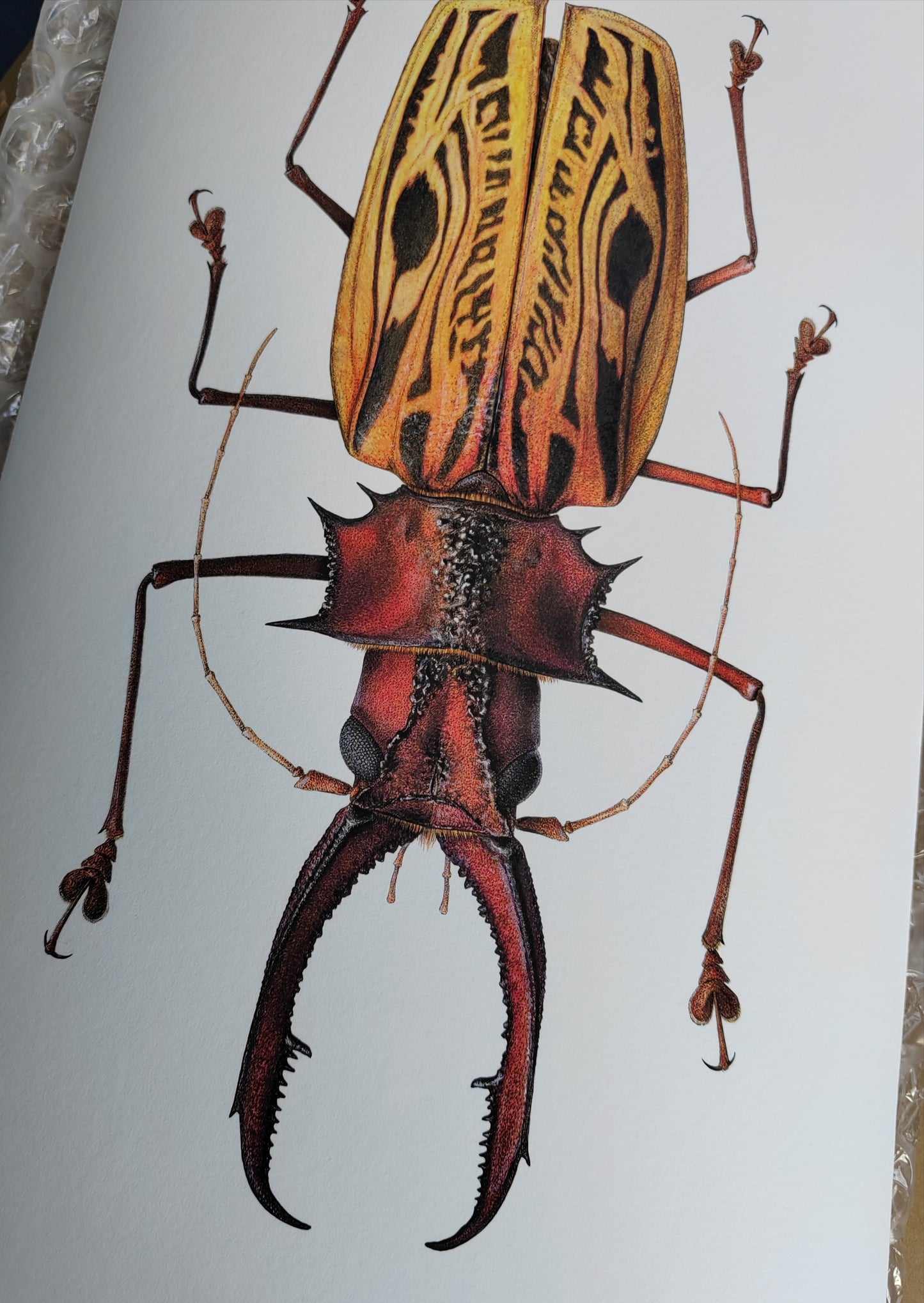 Macrodontia cervicornis A3 size limited edition art print