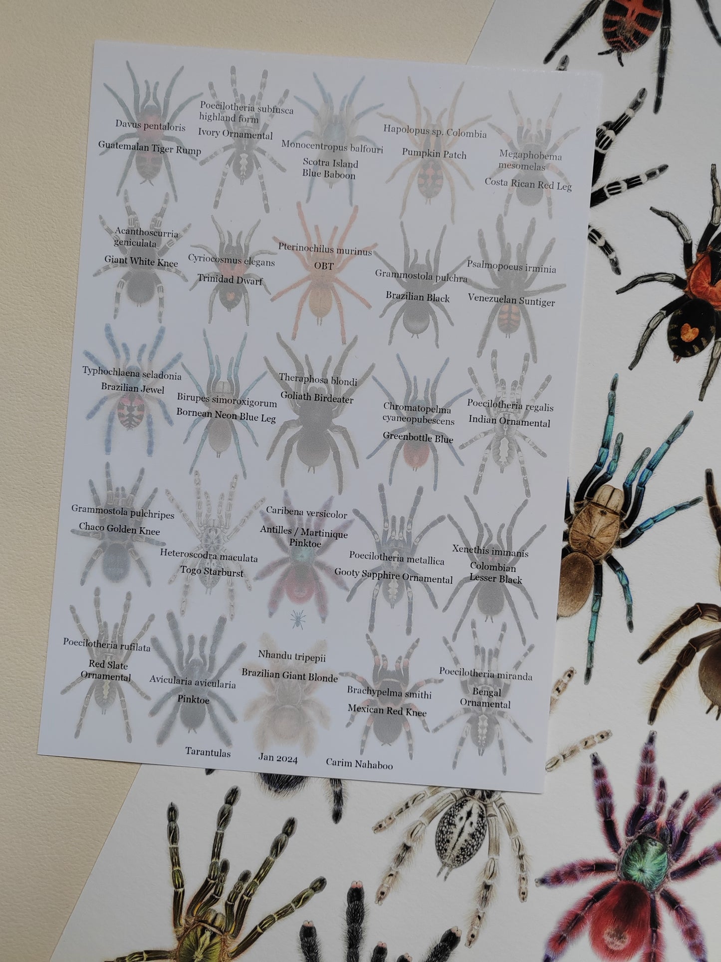 A3 size Tarantula species limited edition art print, with species key