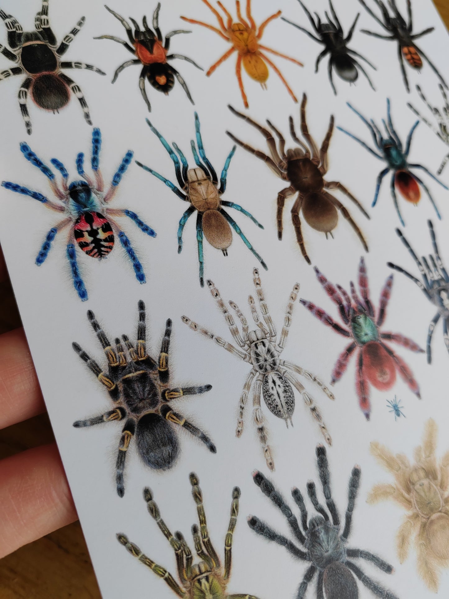 A5 size Tarantula species giant postcard