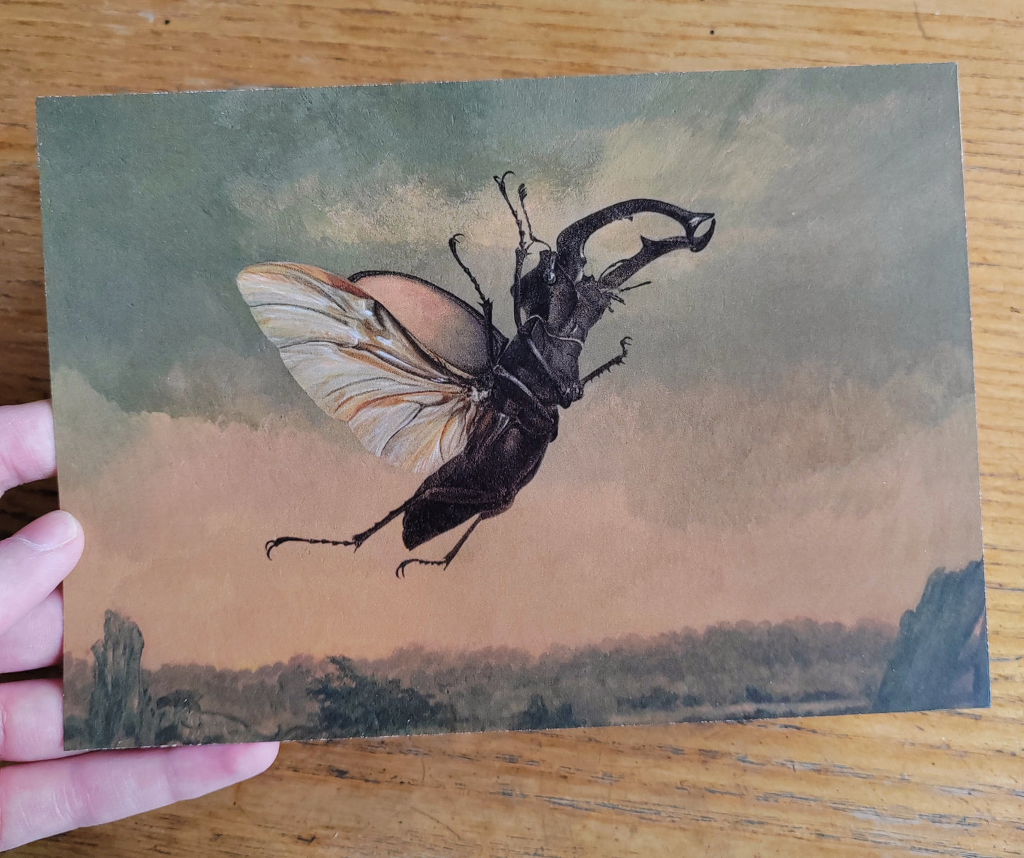 A5 size giant Postcard, Billywitch, flying stag beetle (Lucanus cervus)