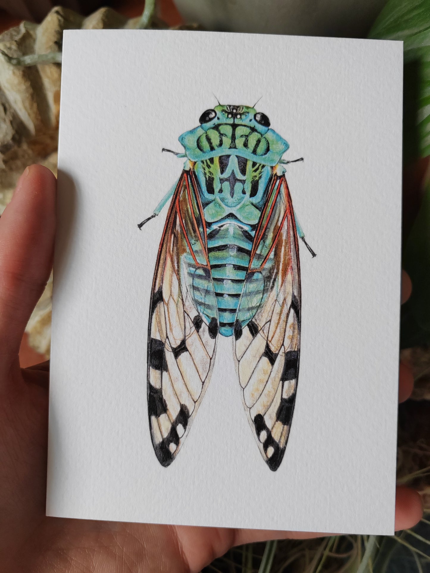 Greetings card - Blue Cicada, Zammara smaragdina