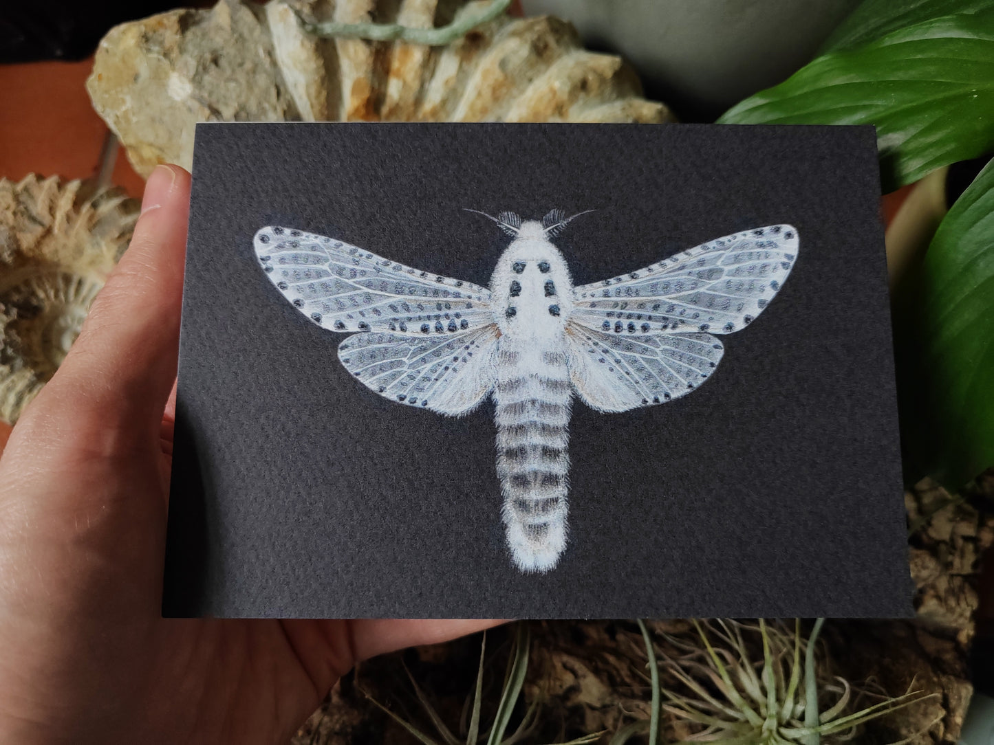 Greetings card - Leopard Moth,  Zeuzera pyrina