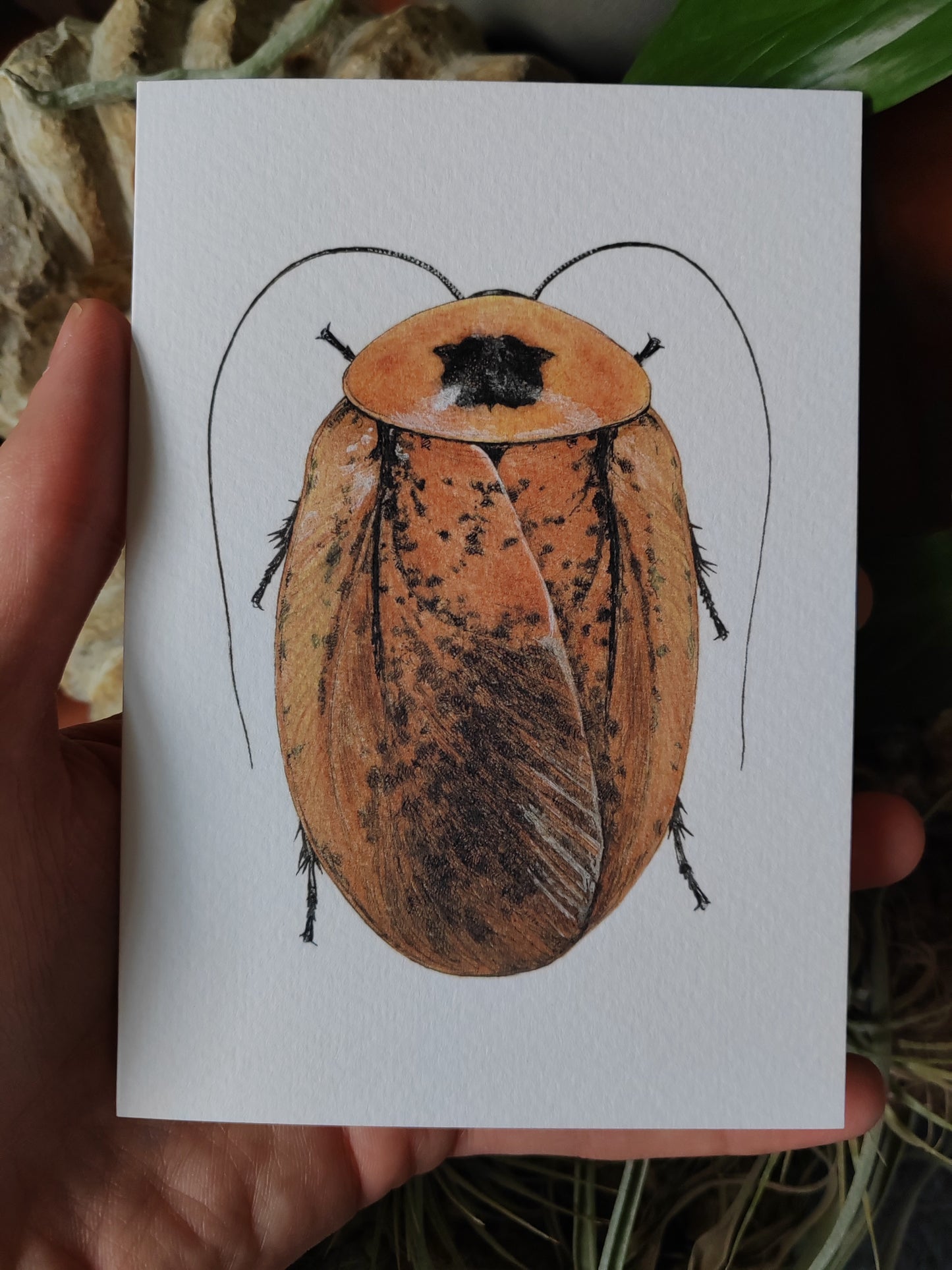 Greetings card - Peppered Roach, Archimandrita tessellata