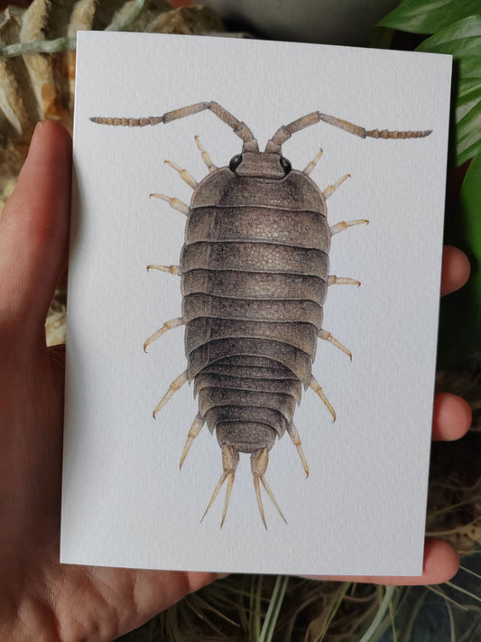 Greetings card - Sea Slater, Logia oceanica (beach isopod)