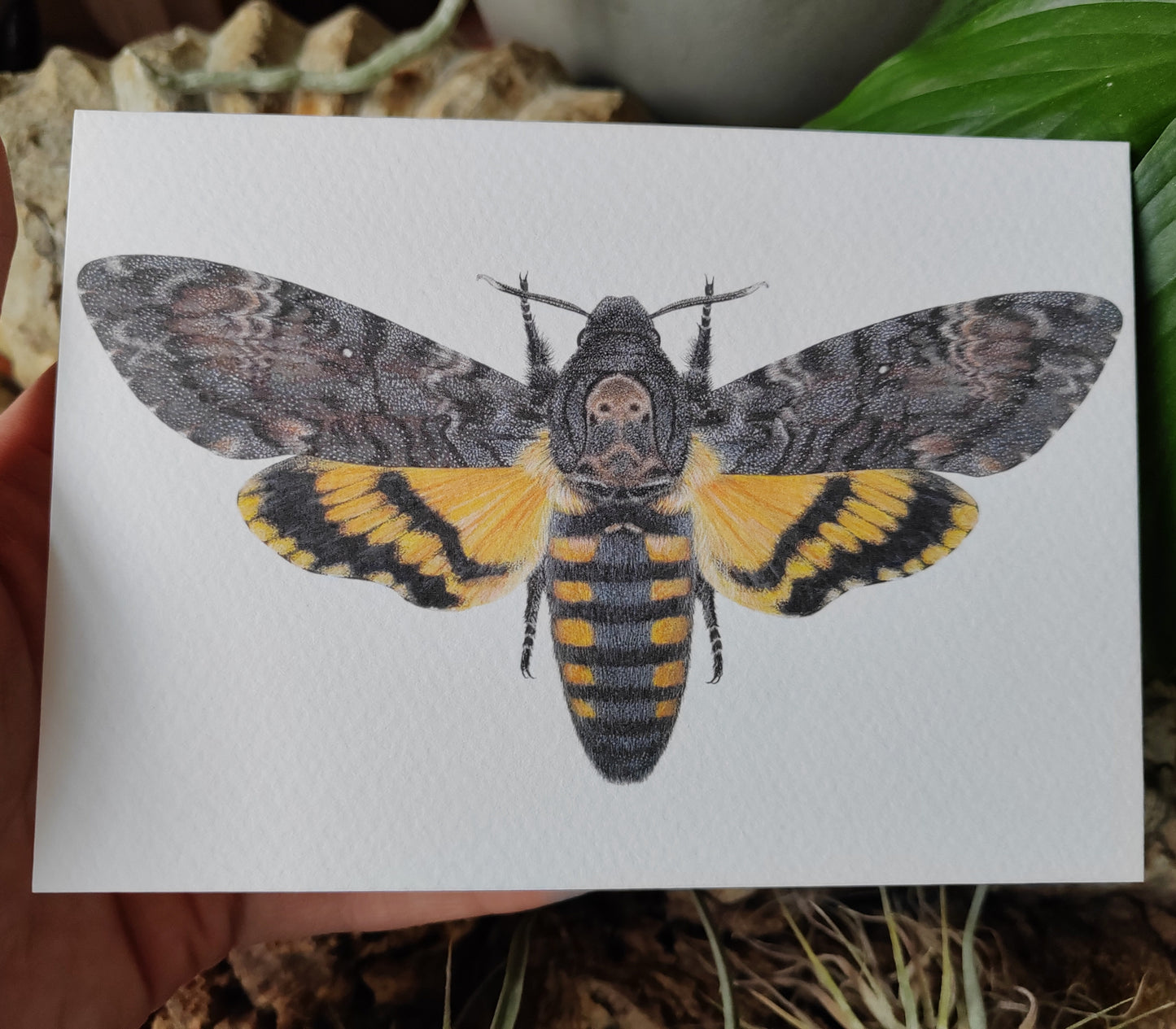 Greetings card-  Death's Head Hawk Moth, Acherontia atropos