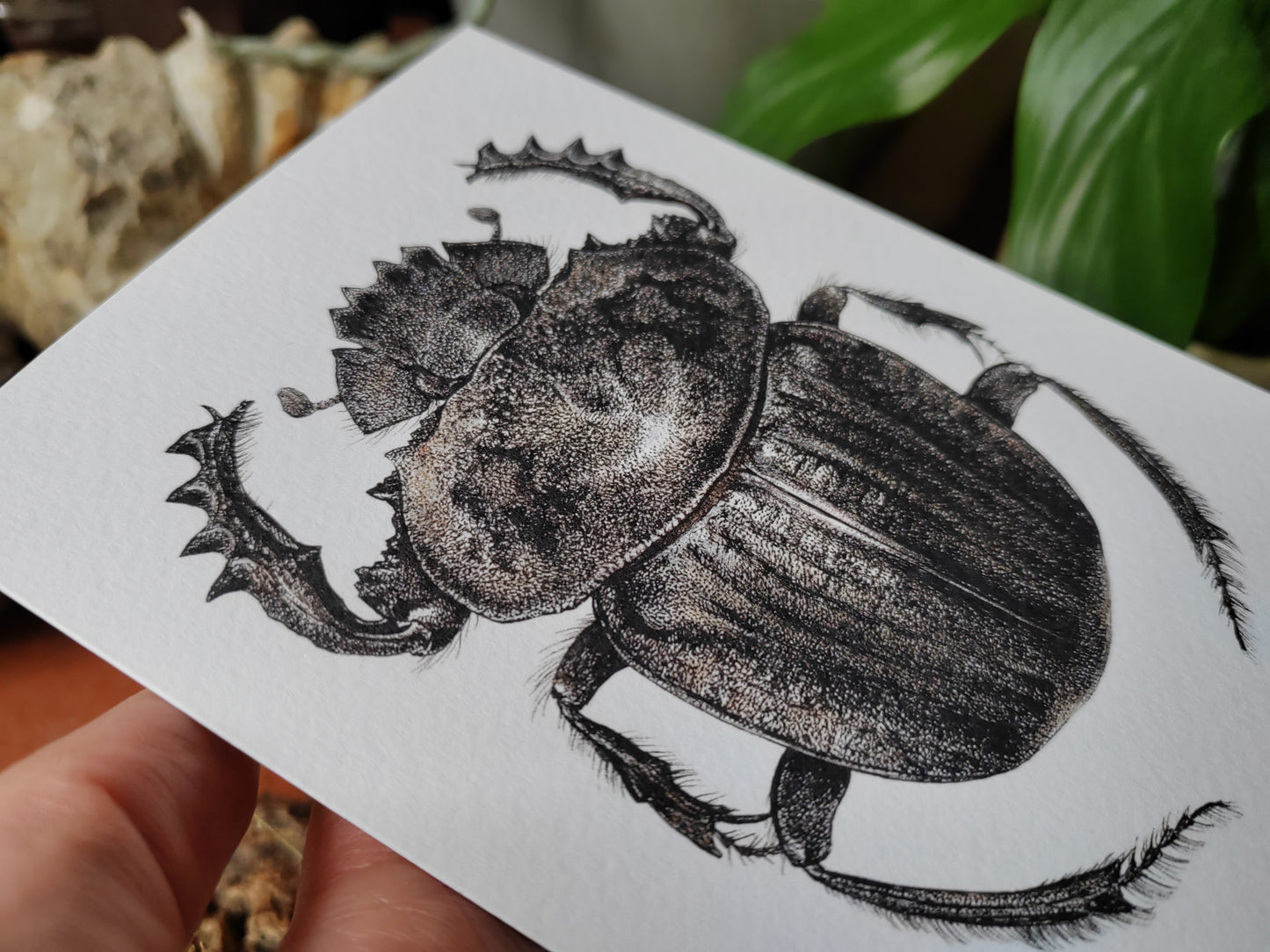 Greetings card - Pachylomera femoralis, giant scarab beetle