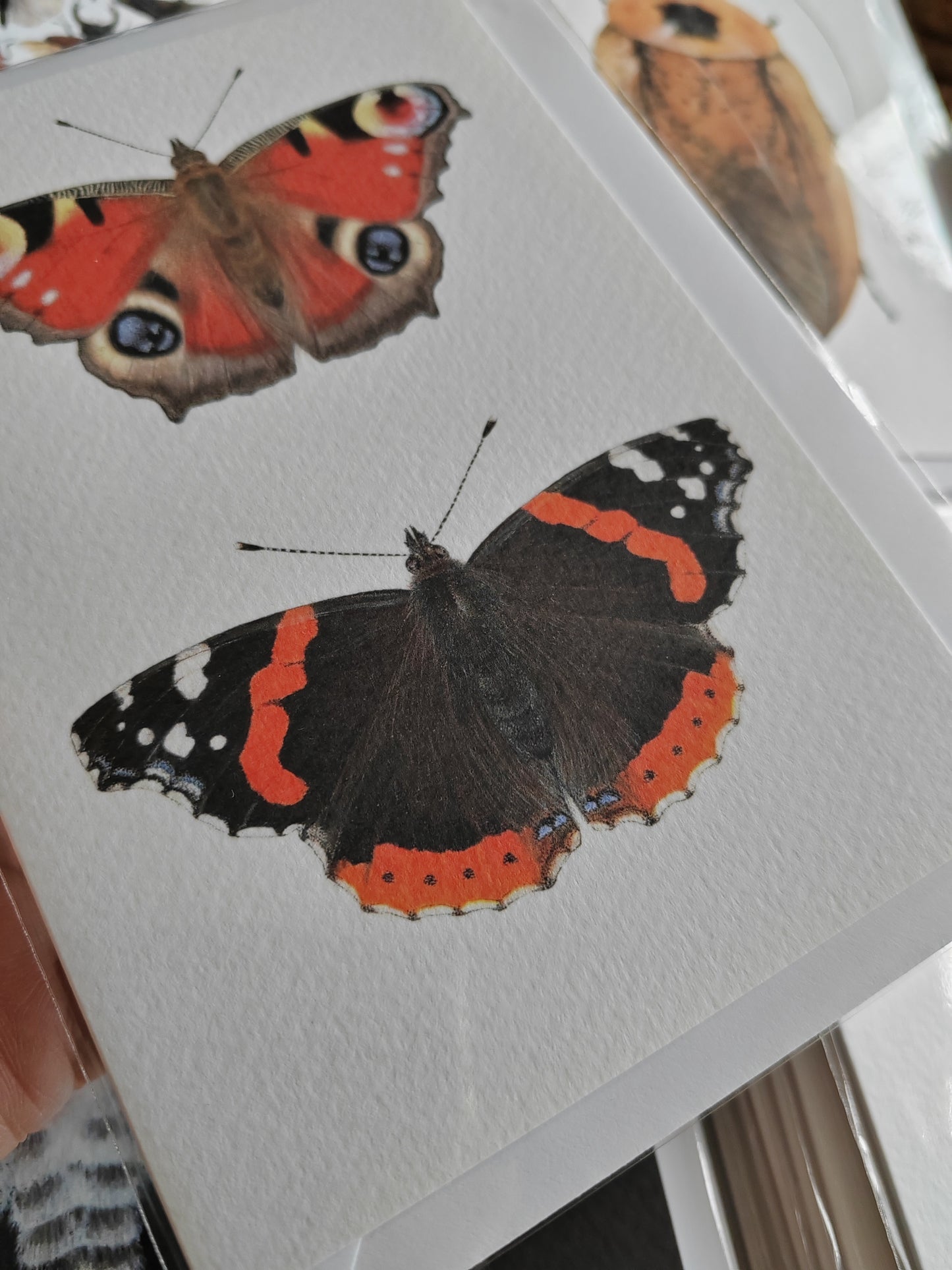 Greetings card - British Butterflies - Peacock butterfly and Red Admiral