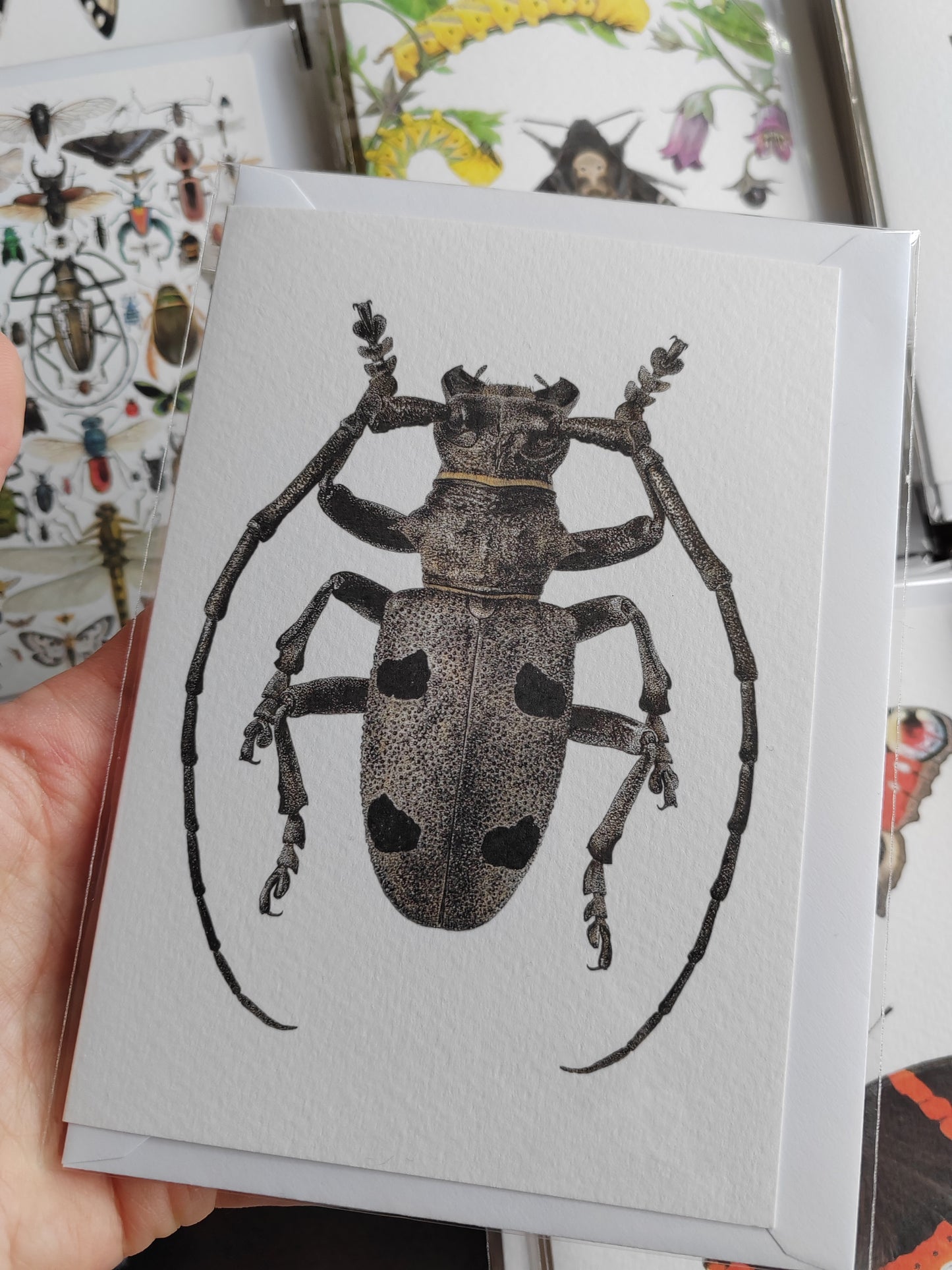 Greetings card - Morimus asper, Longhorn Beetle