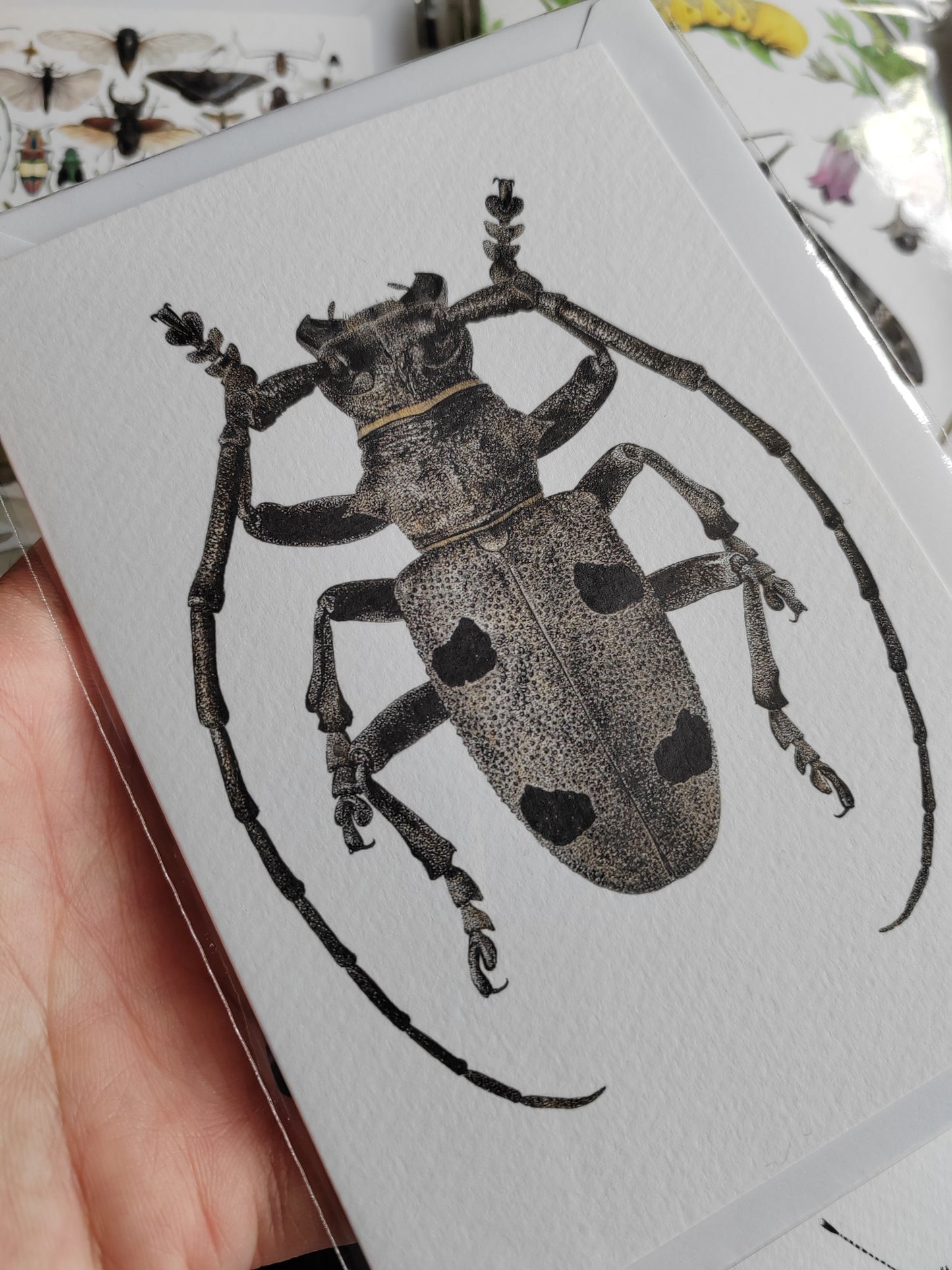Greetings card - Morimus asper, Longhorn Beetle