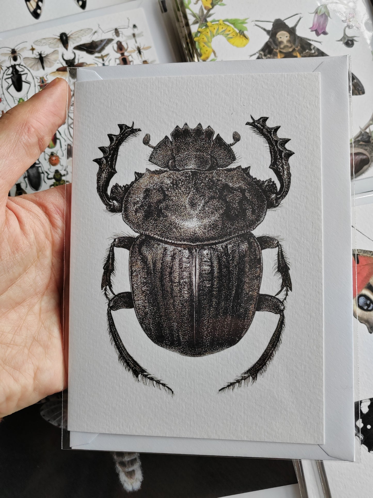 Greetings card - Pachylomera femoralis, giant scarab beetle