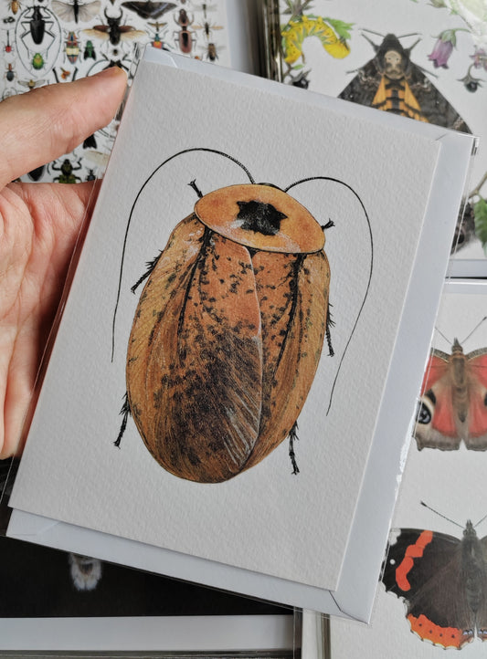 Greetings card - Peppered Roach, Archimandrita tessellata