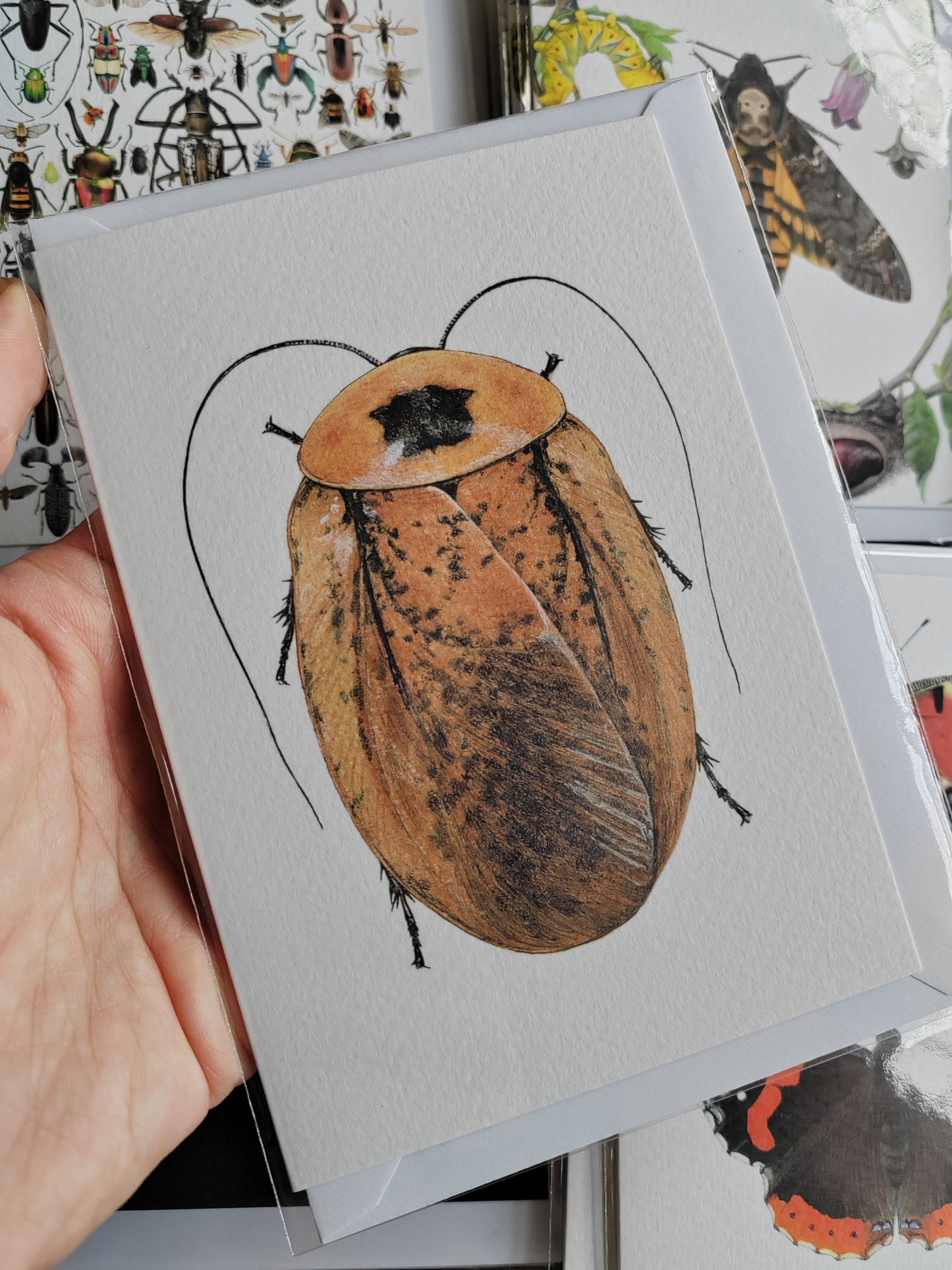 Greetings card - Peppered Roach, Archimandrita tessellata