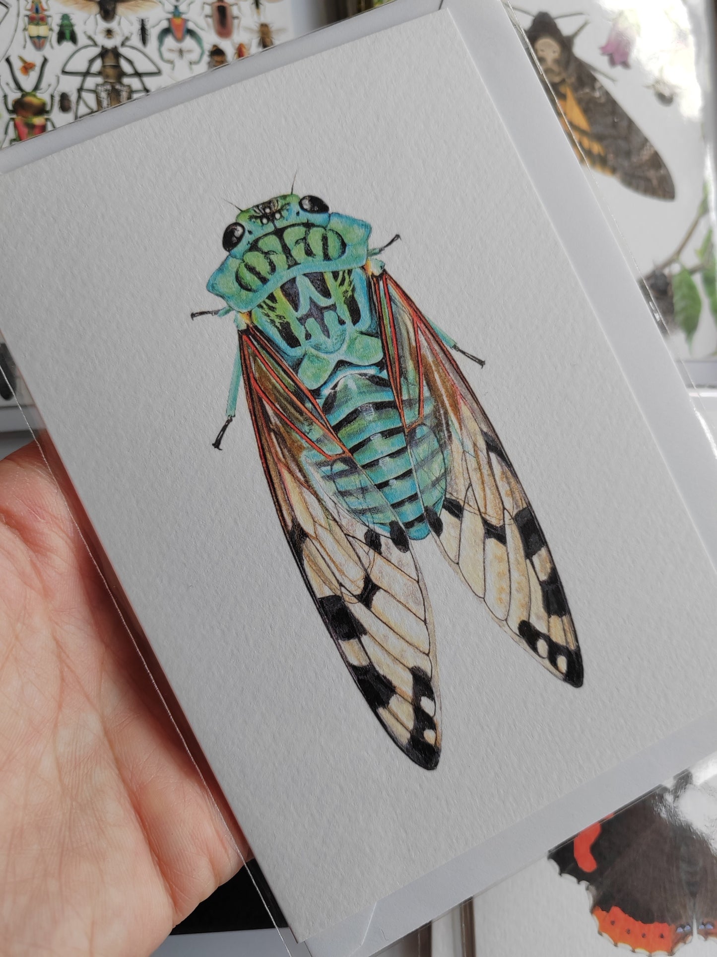 Greetings card - Blue Cicada, Zammara smaragdina