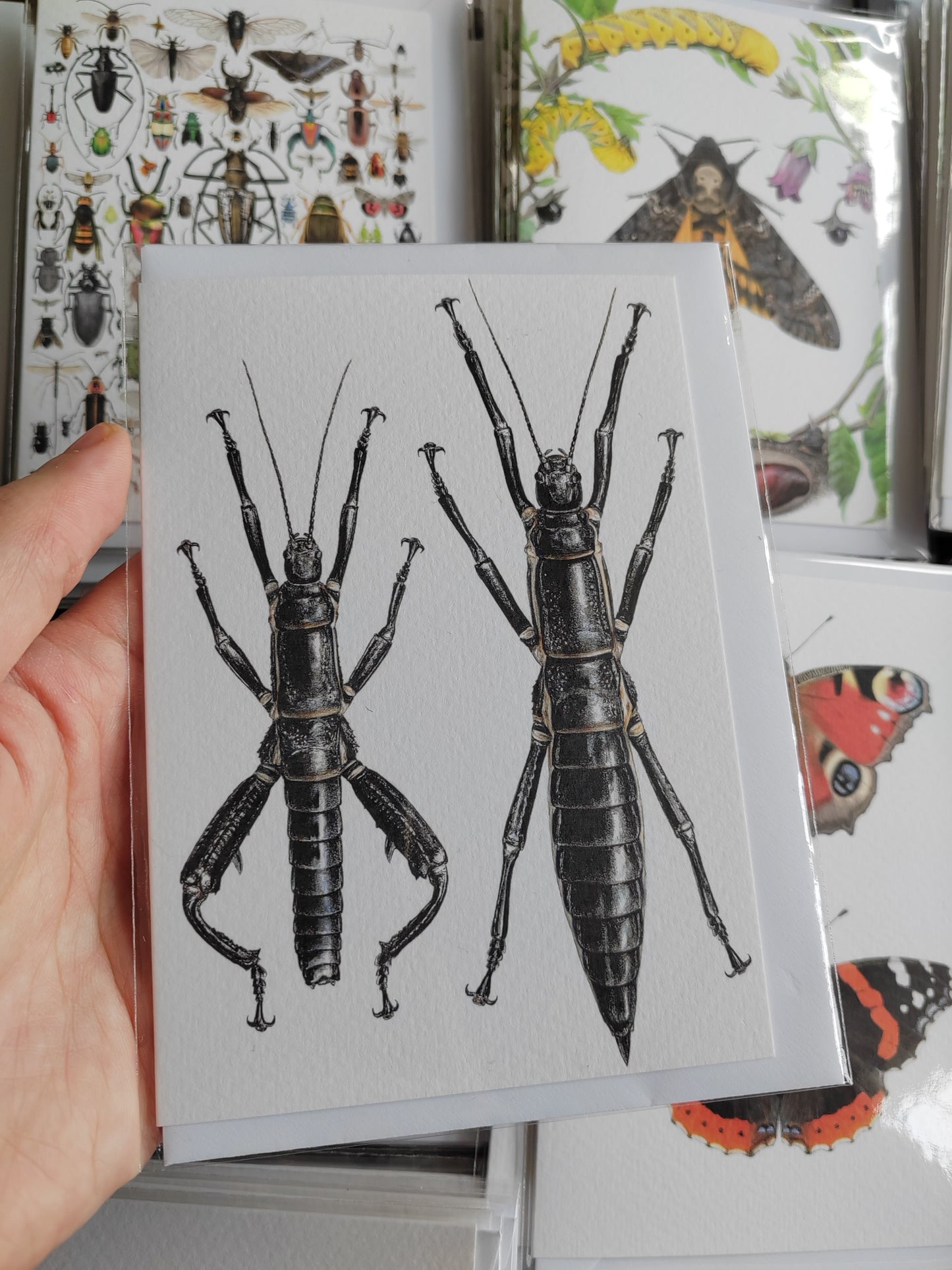 Greetings card - Dryococelus australis, Lord Howe Island Phasmid