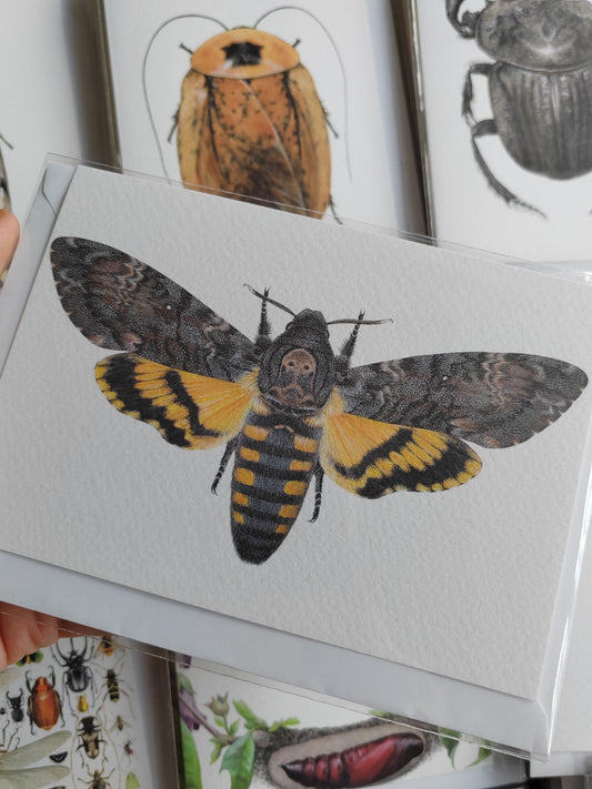 Greetings card-  Death's Head Hawk Moth, Acherontia atropos