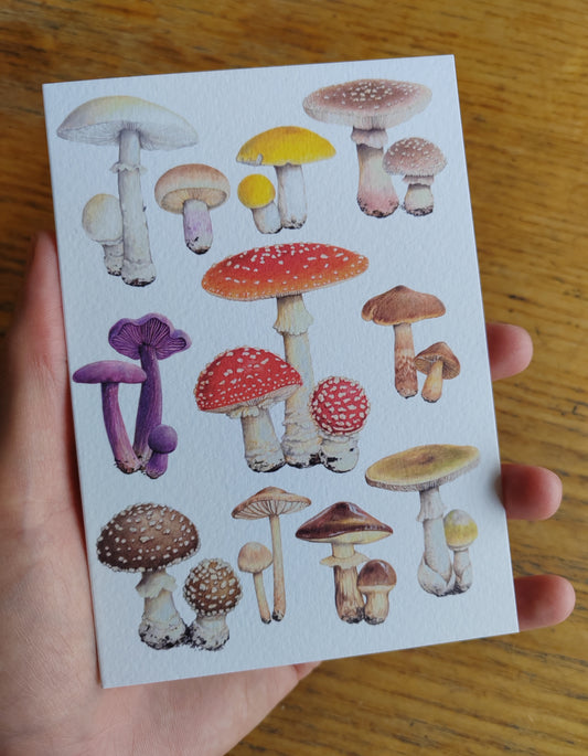 Greetings card - Fungi