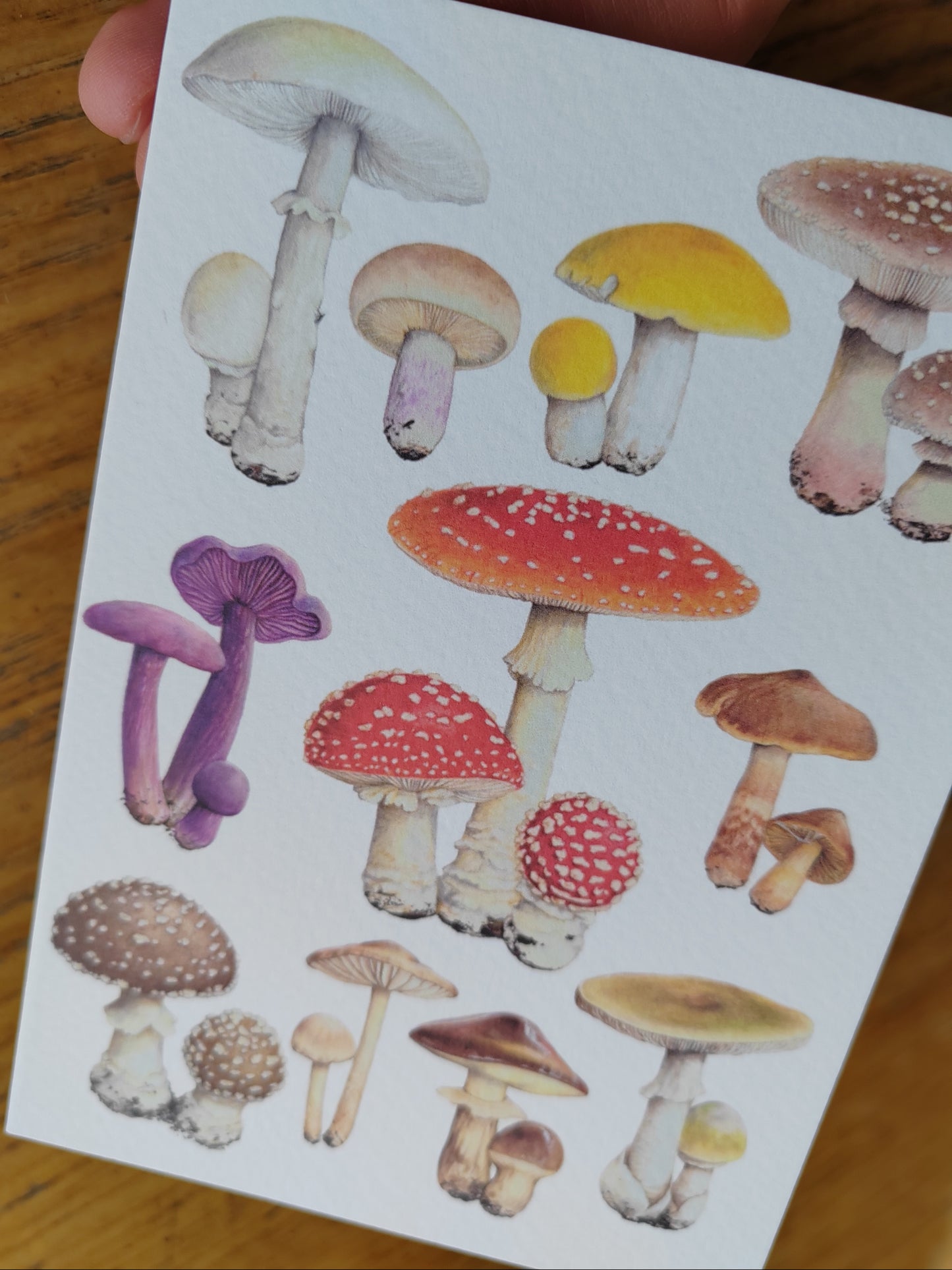 Greetings card - Fungi