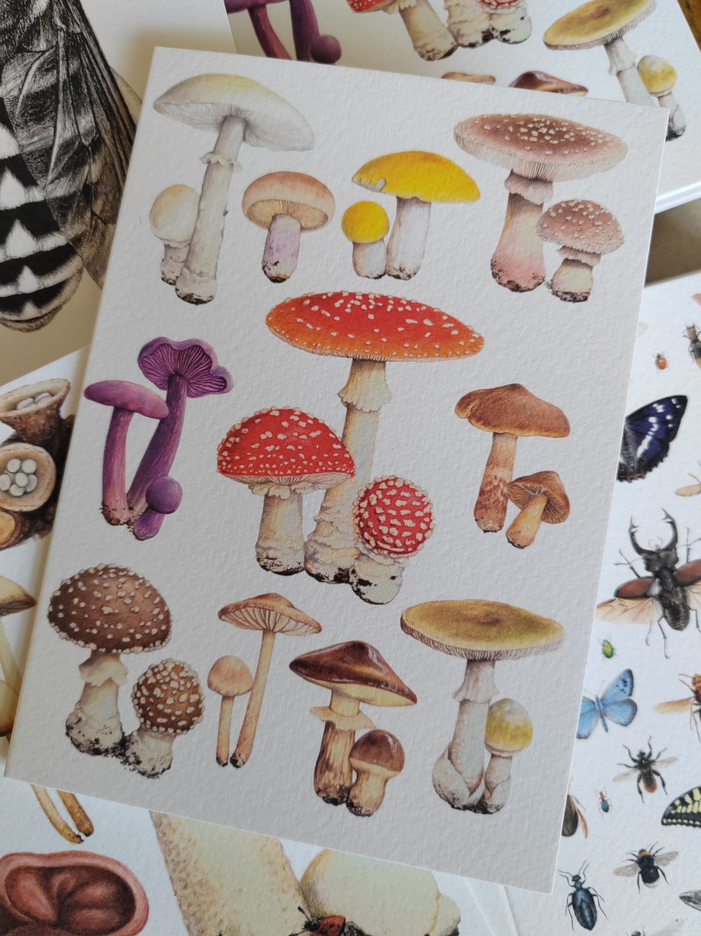 Greetings card - Fungi
