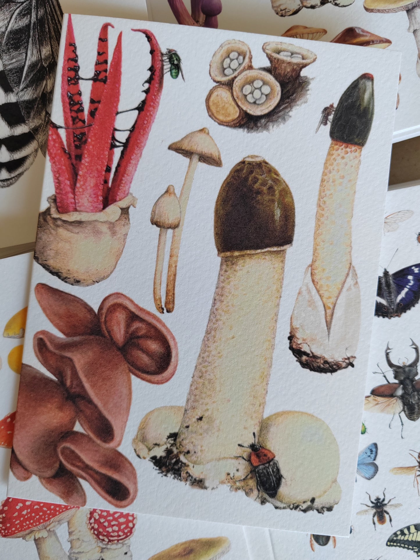 Greetings card - Fungi, The Weird ones! (Stinkhorn, Devil's Fingers, Dog Stinkhorn, Magic mushroom, birds nest fungi & jelly ears)