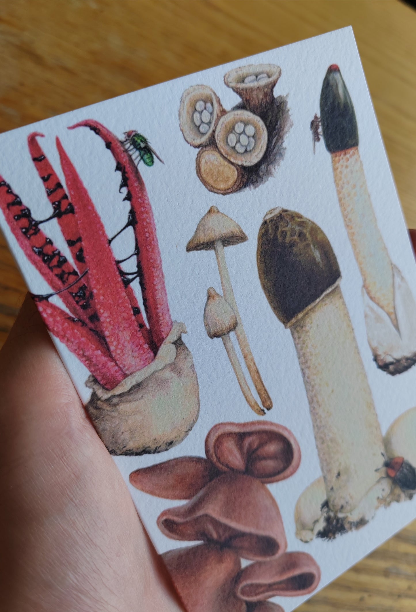 Greetings card - Fungi, The Weird ones! (Stinkhorn, Devil's Fingers, Dog Stinkhorn, Magic mushroom, birds nest fungi & jelly ears)