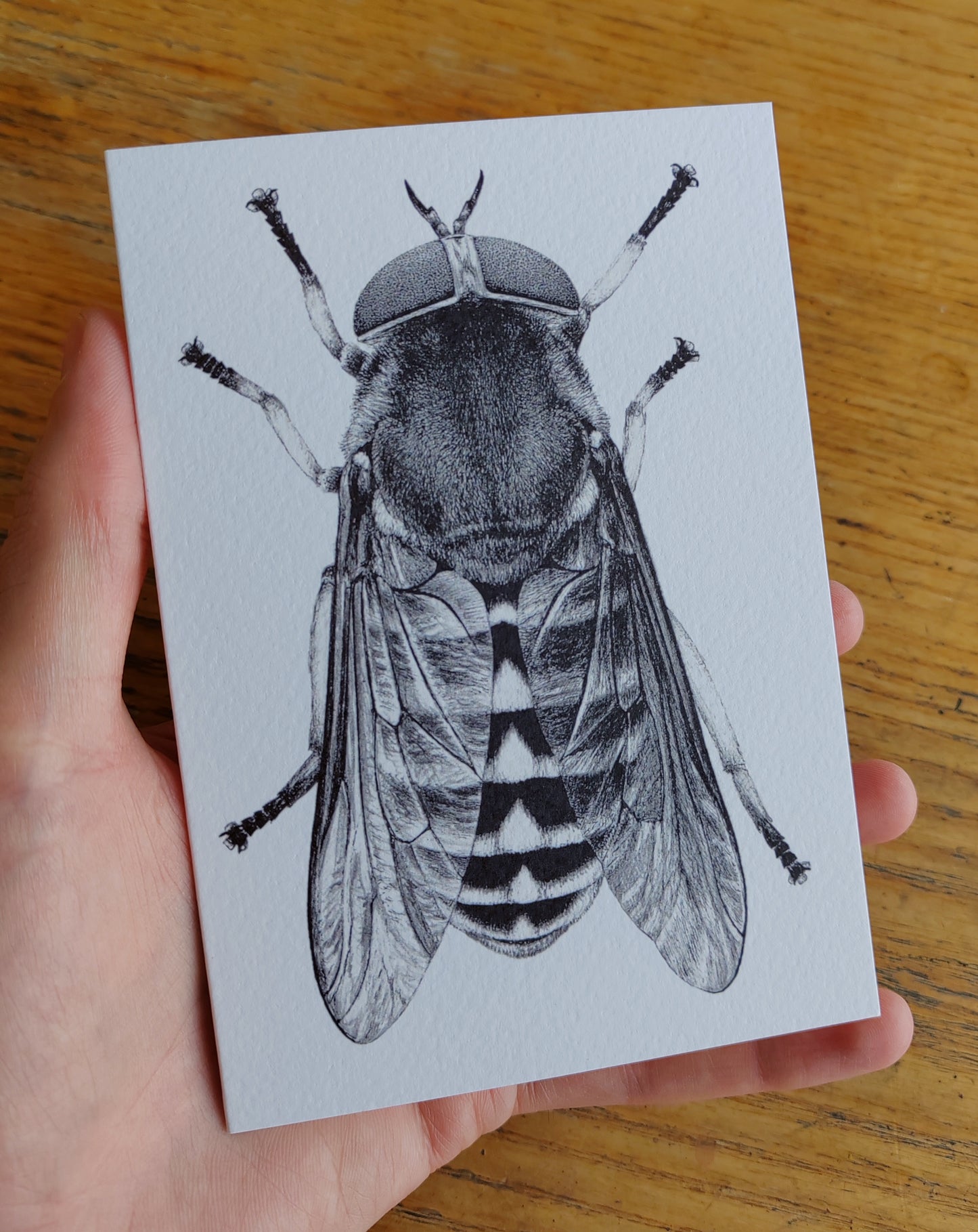 Greetings card - Tabanus sudeticus, Dark Giant Horsefly