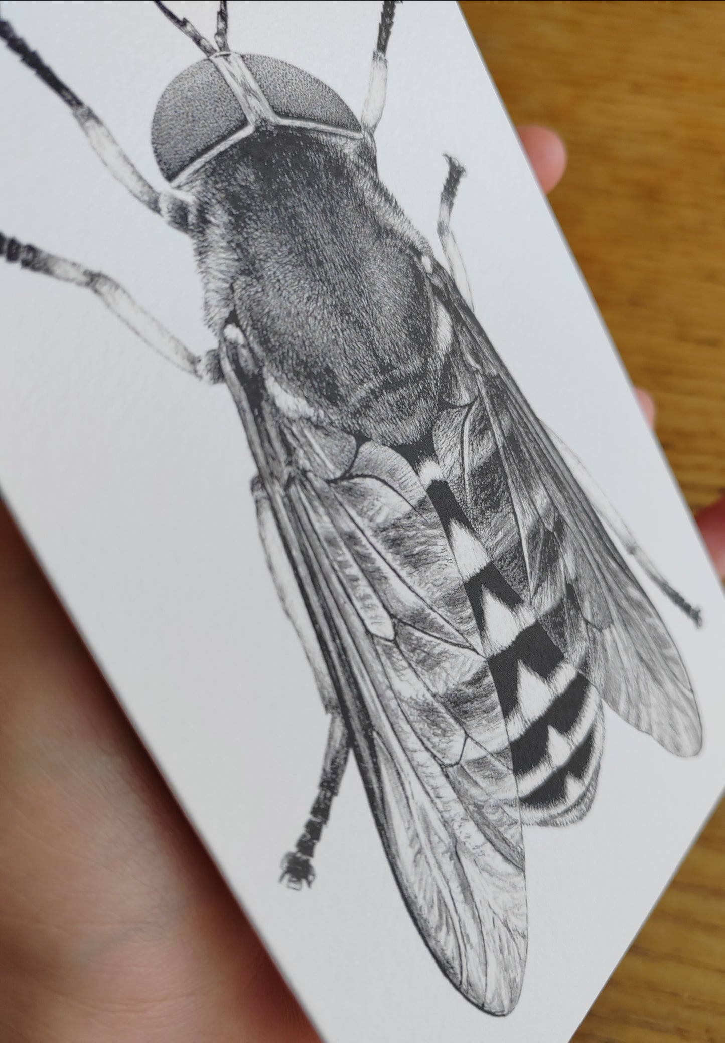 Greetings card - Tabanus sudeticus, Dark Giant Horsefly