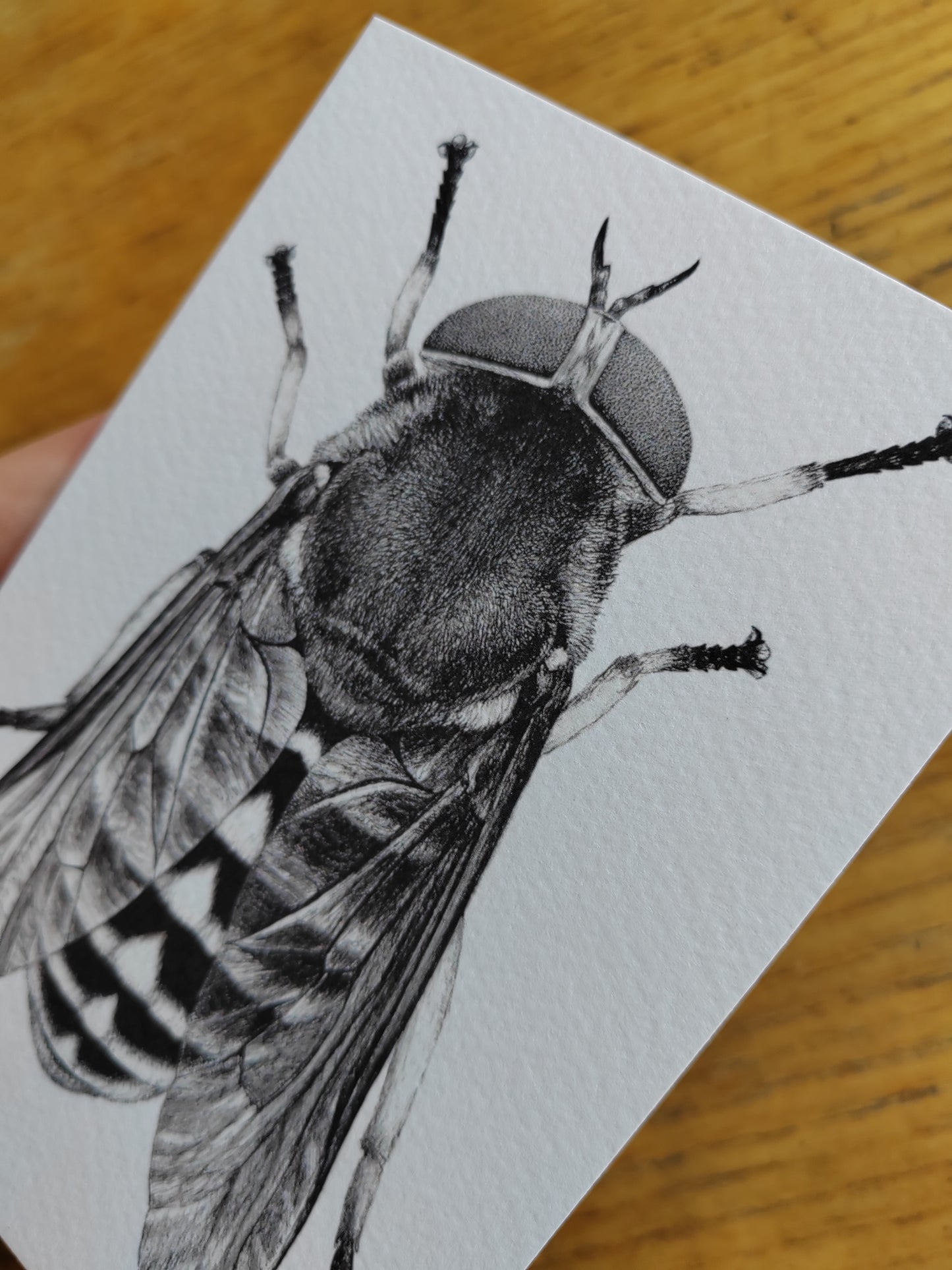 Greetings card - Tabanus sudeticus, Dark Giant Horsefly