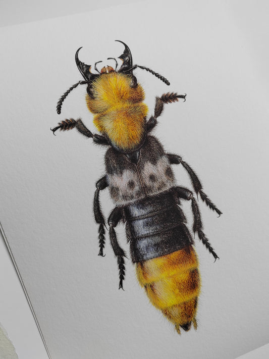 A4 size limited edition print Emus hirtus, Golden Rove Beetle