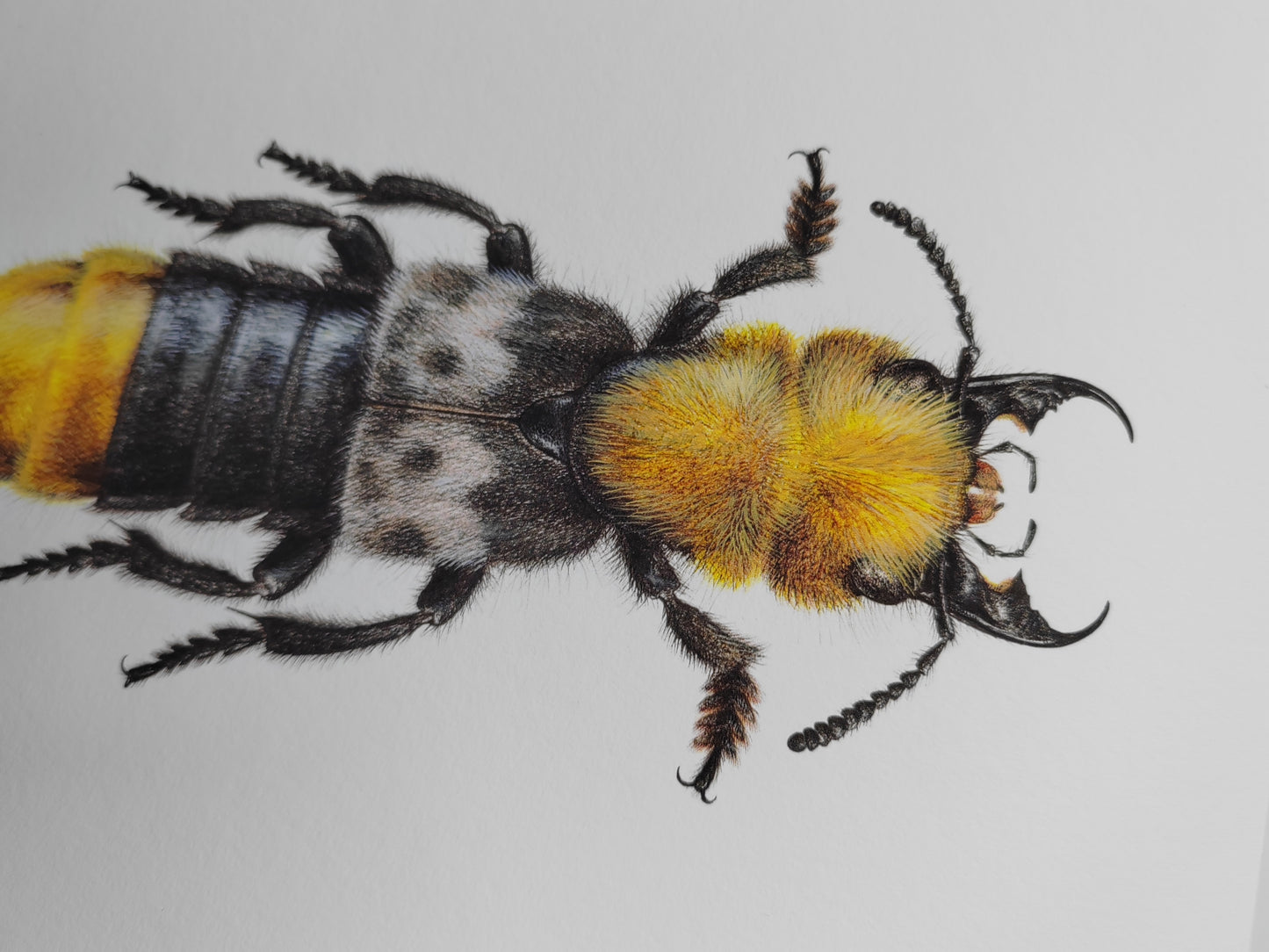 A4 size limited edition print Emus hirtus, Golden Rove Beetle