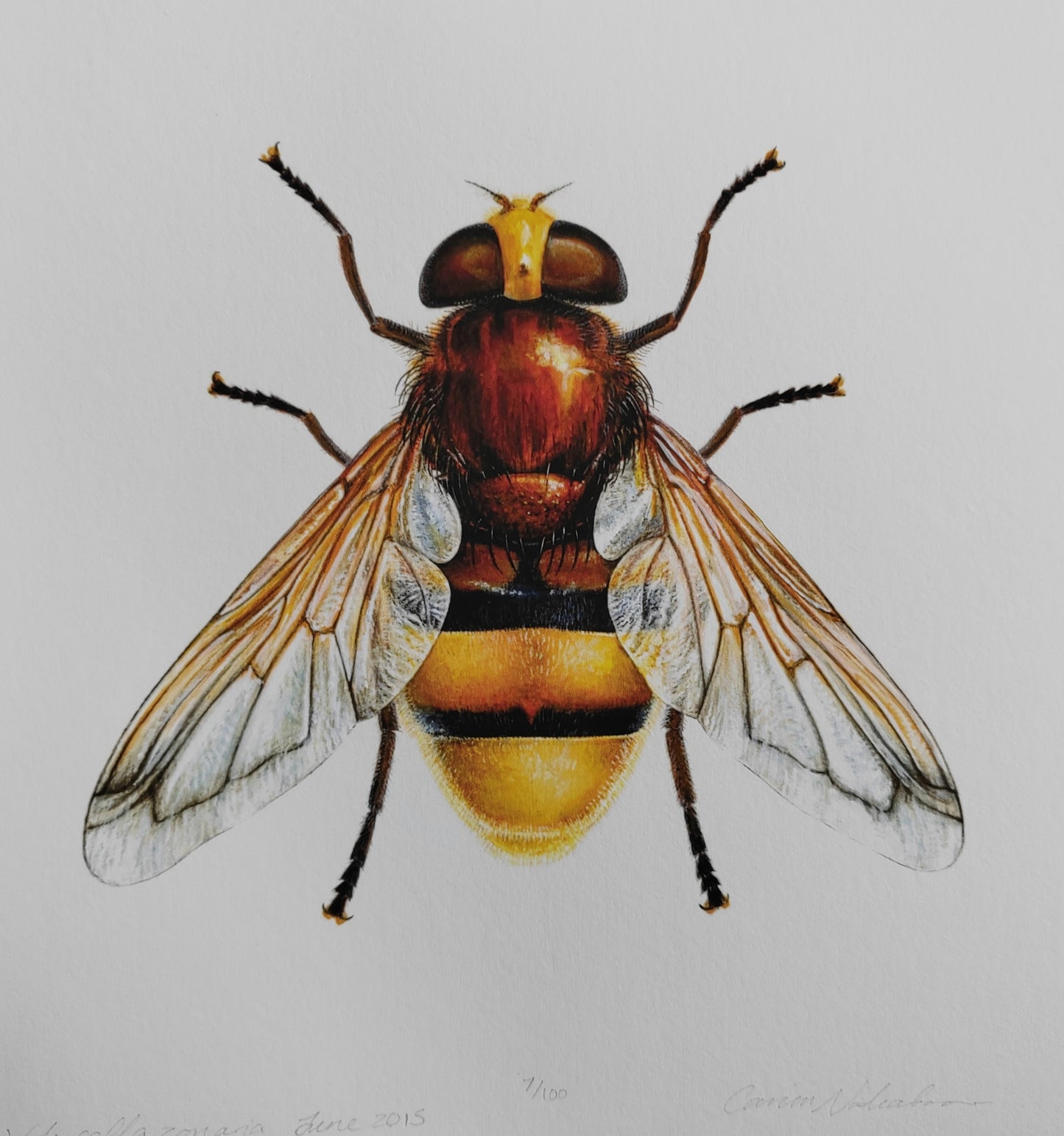 10x10" limited edition art print Volucella zonaria, Hornet mimic hoverfly
