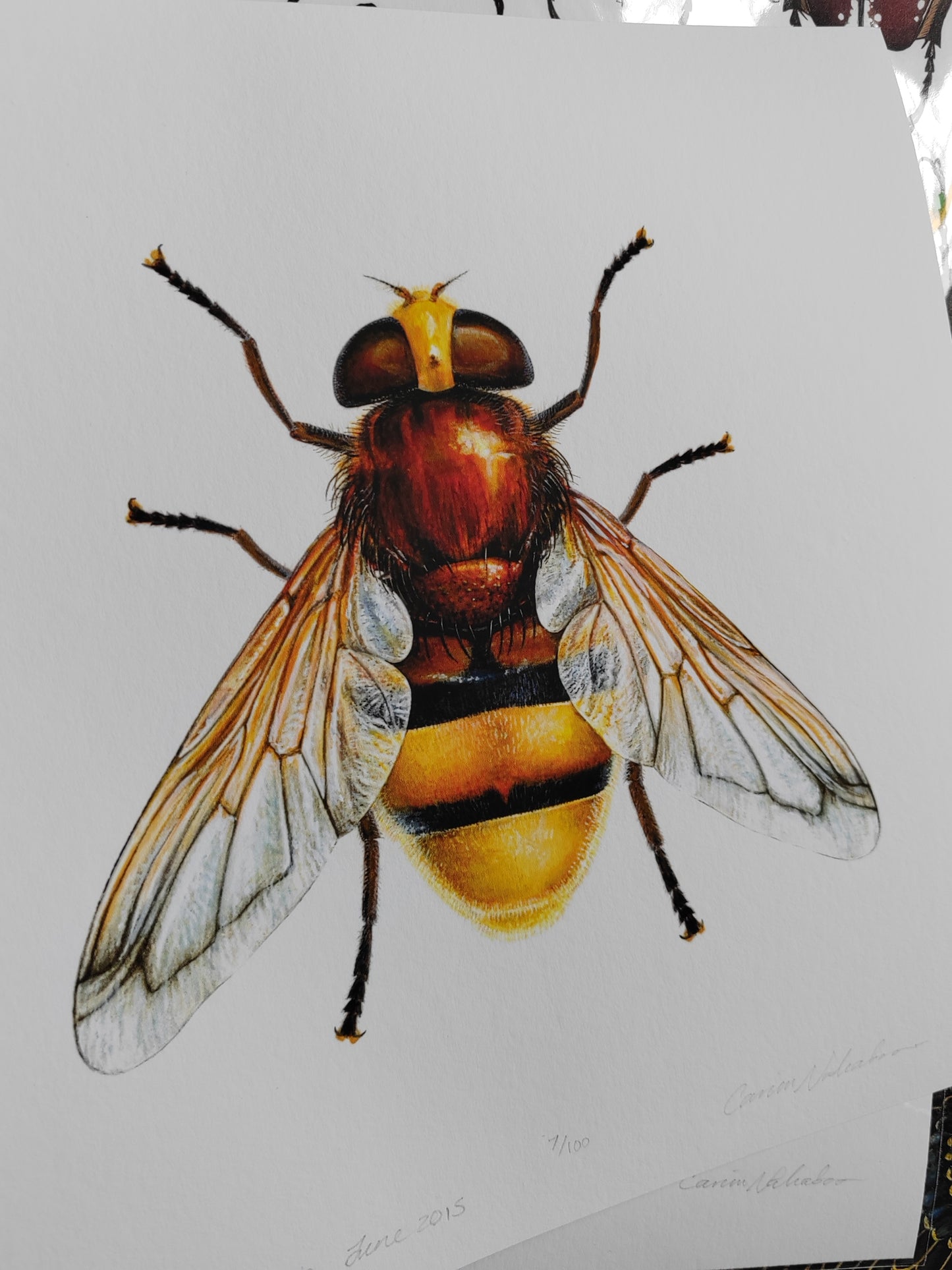 10x10" limited edition art print Volucella zonaria, Hornet mimic hoverfly
