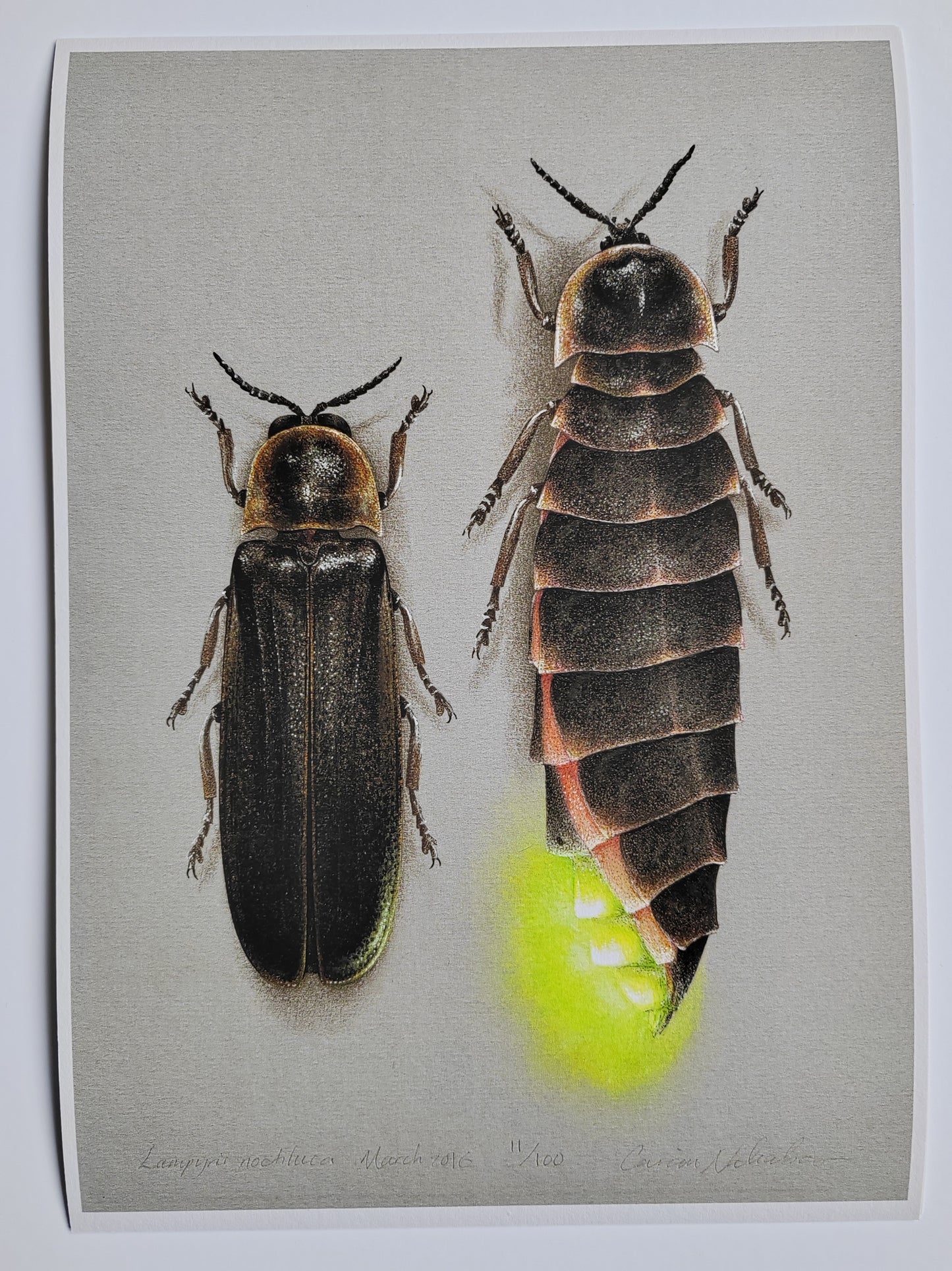 A4 size Glow Worm limited edition print, male & female Lampyris noctiluca