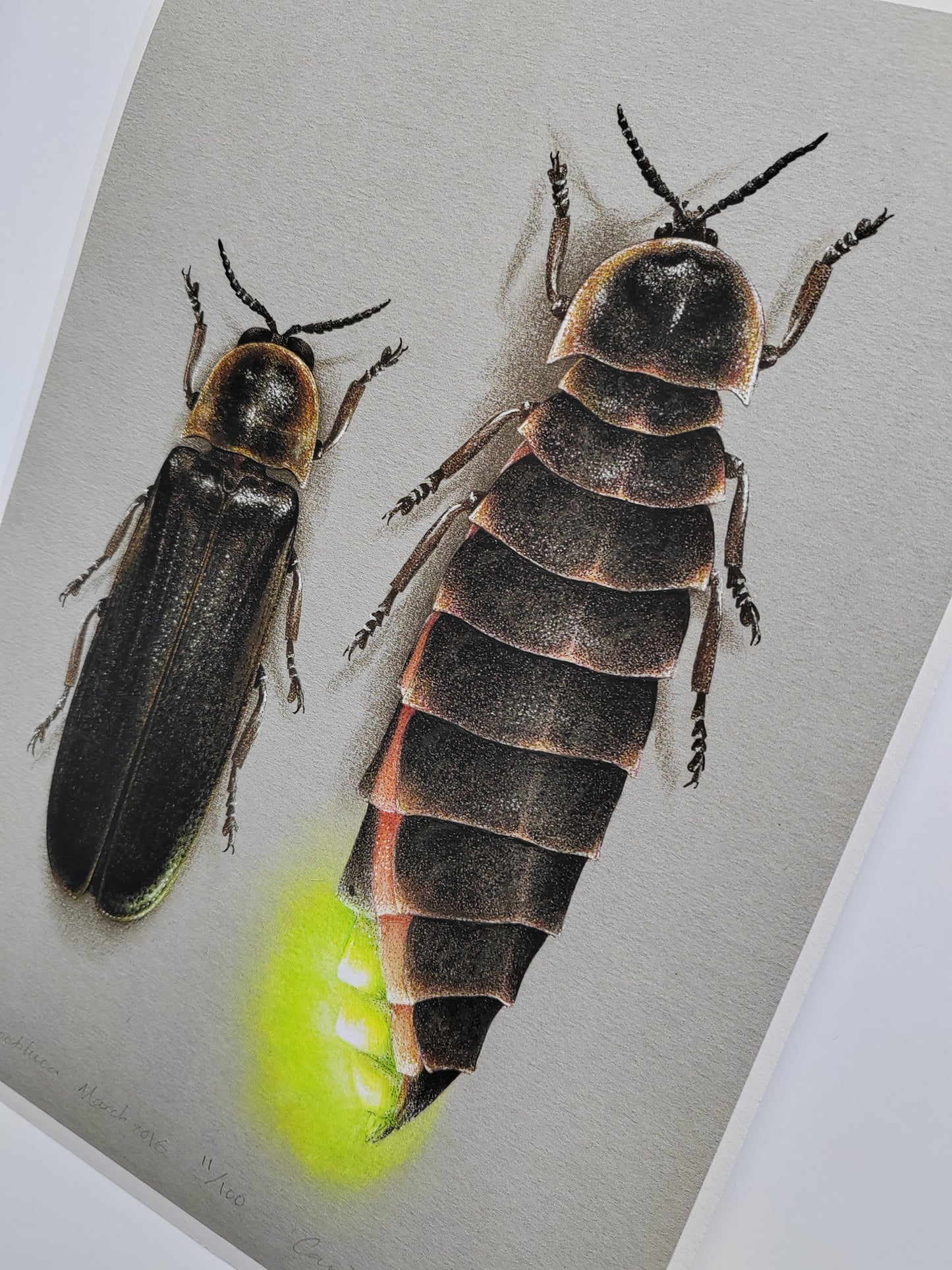 A4 size Glow Worm limited edition print, male & female Lampyris noctiluca