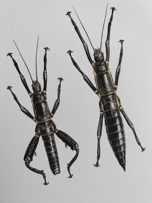 A4 size limited edition art print Dryococelus australis, the Lord Howe Island Phasmid, Stick insect, male & female