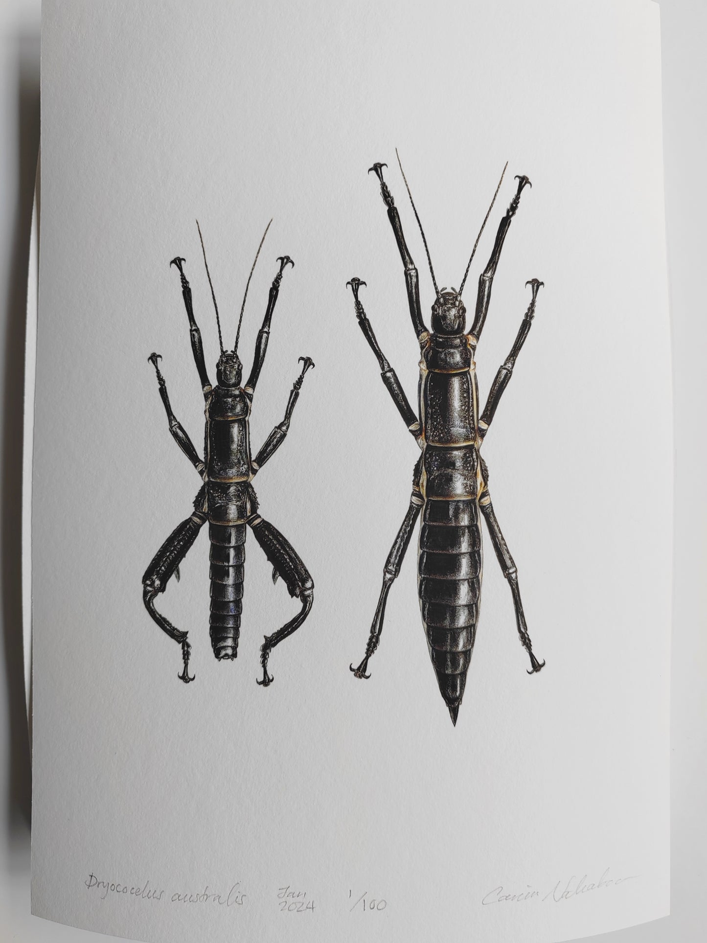 A4 size limited edition art print Dryococelus australis, the Lord Howe Island Phasmid, Stick insect, male & female