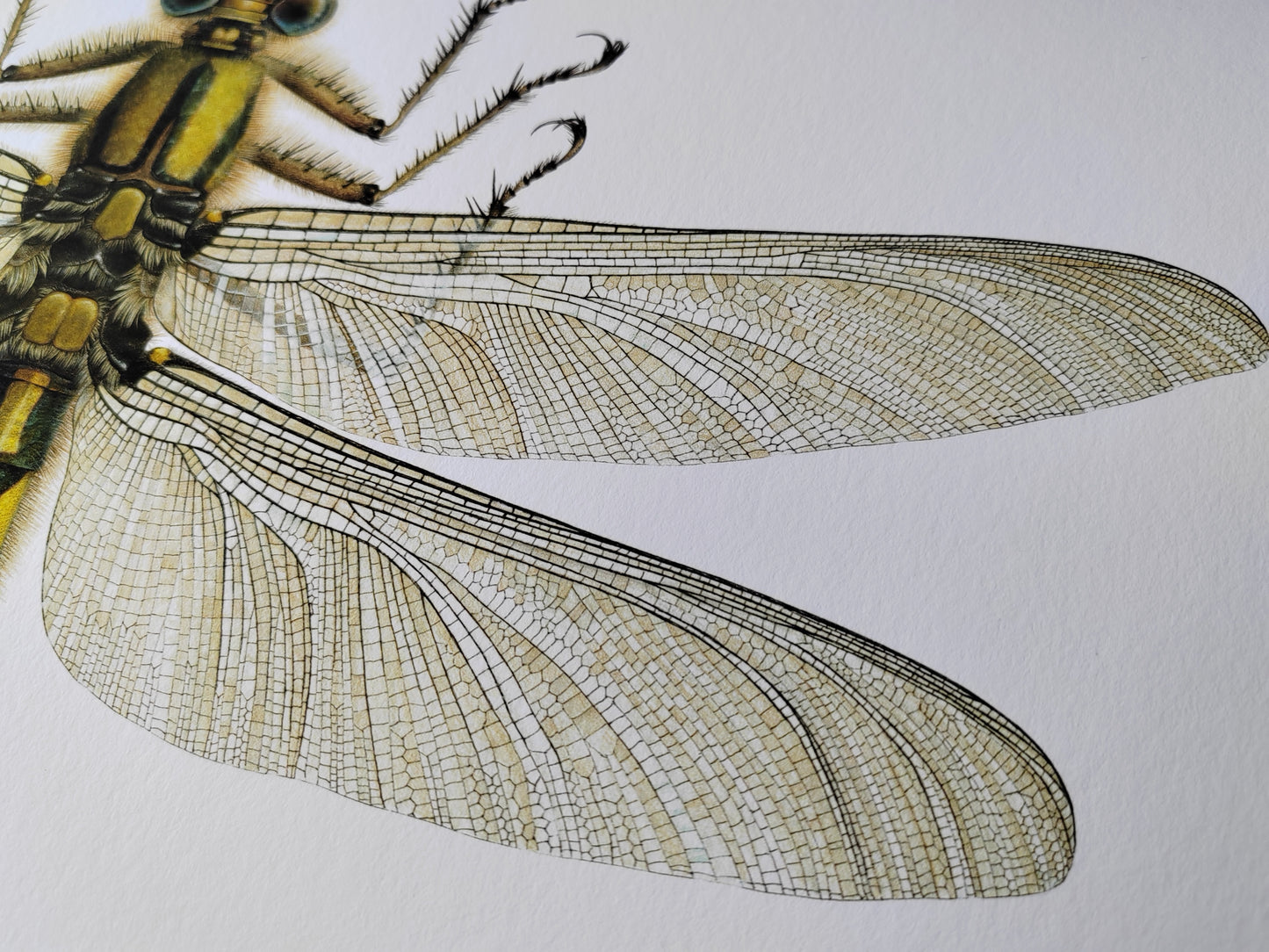 Meganeuropsis permiana A3 size limited edition art print